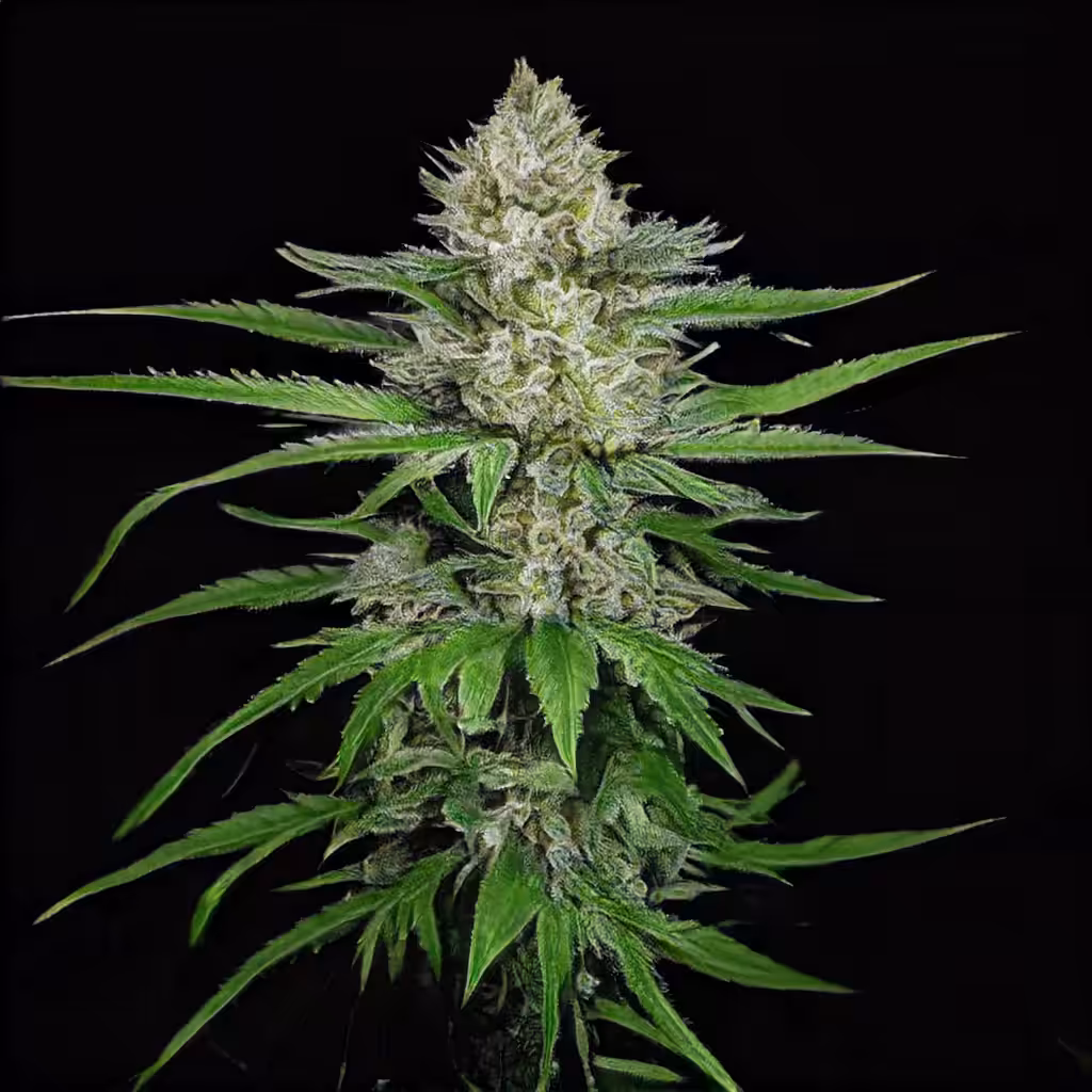 420day 2021
