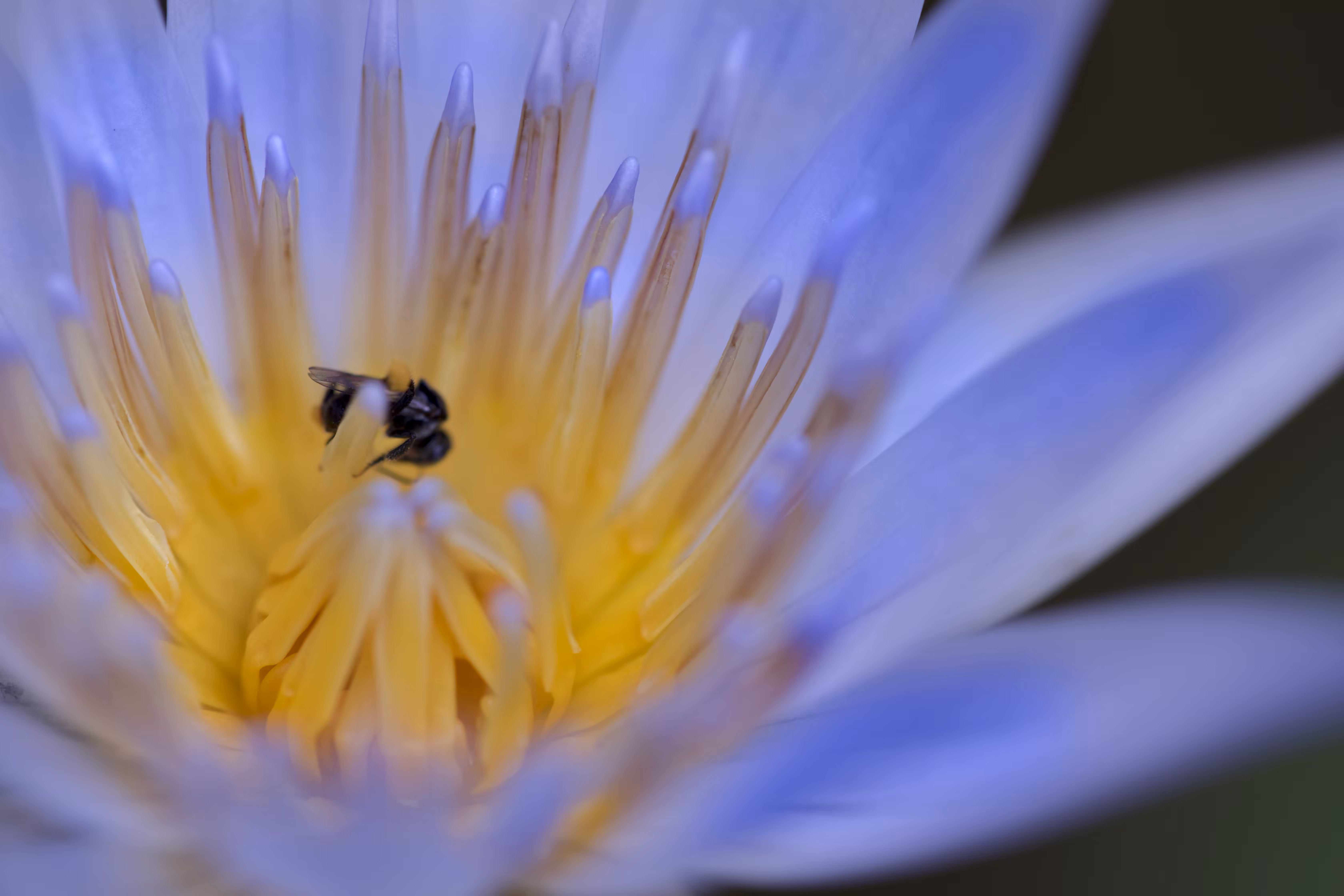 Sleeping in the Lotus Flower