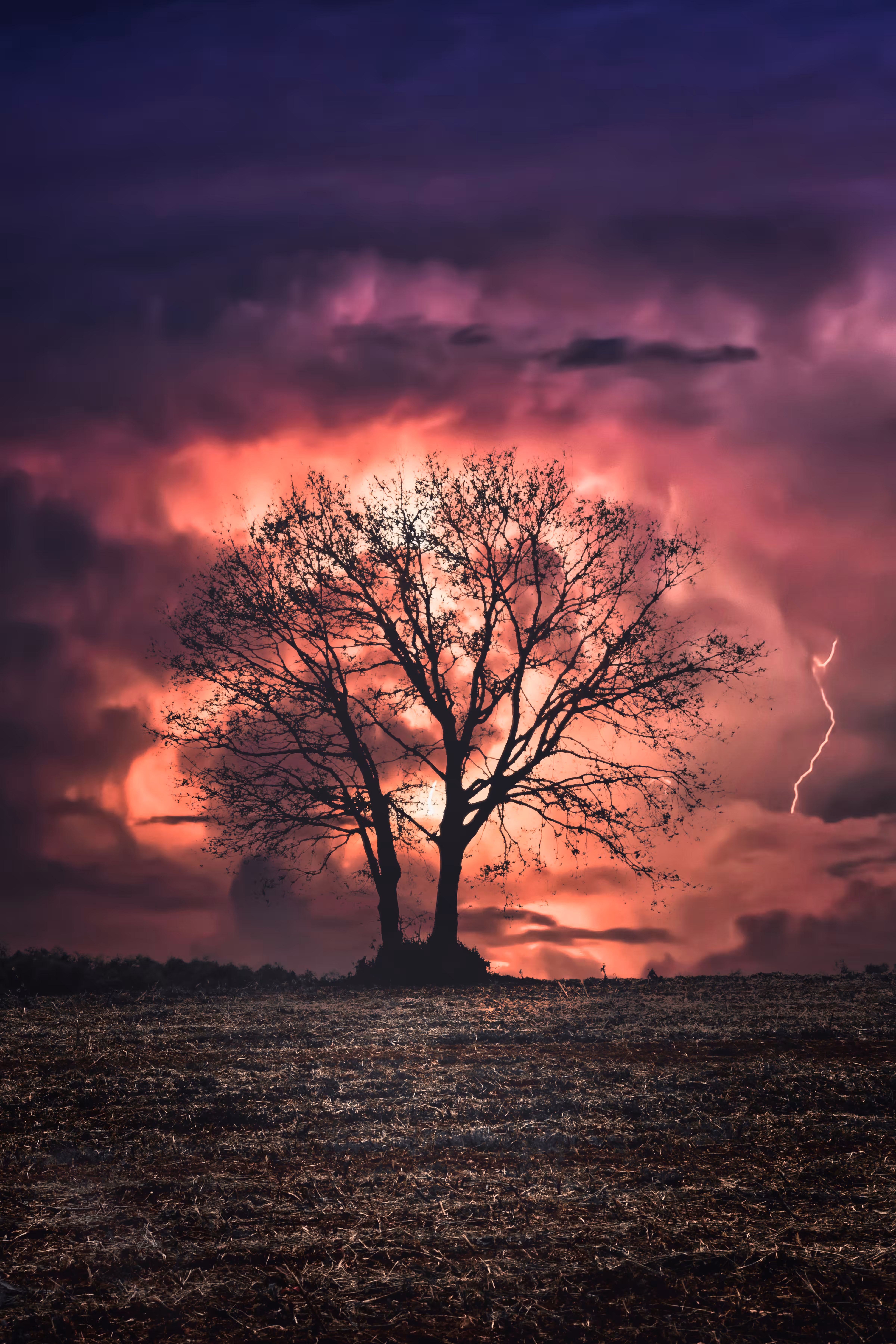 Iron Tree