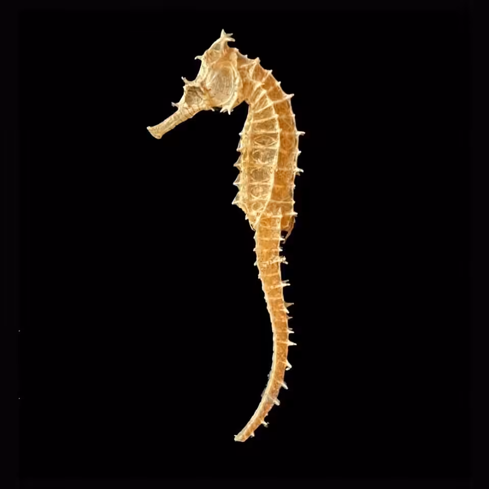 Seahorse from Marine