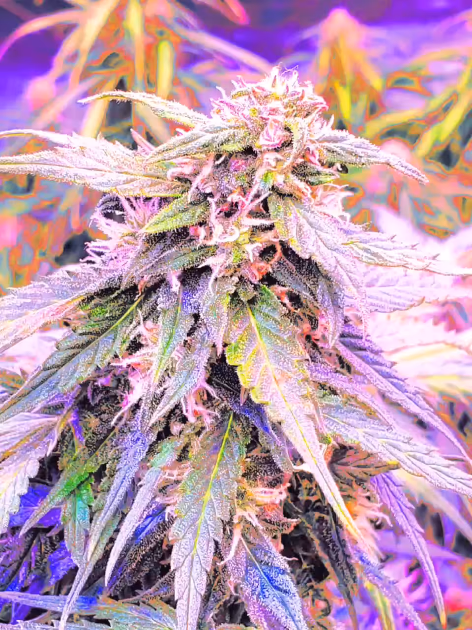 Kandy Kush