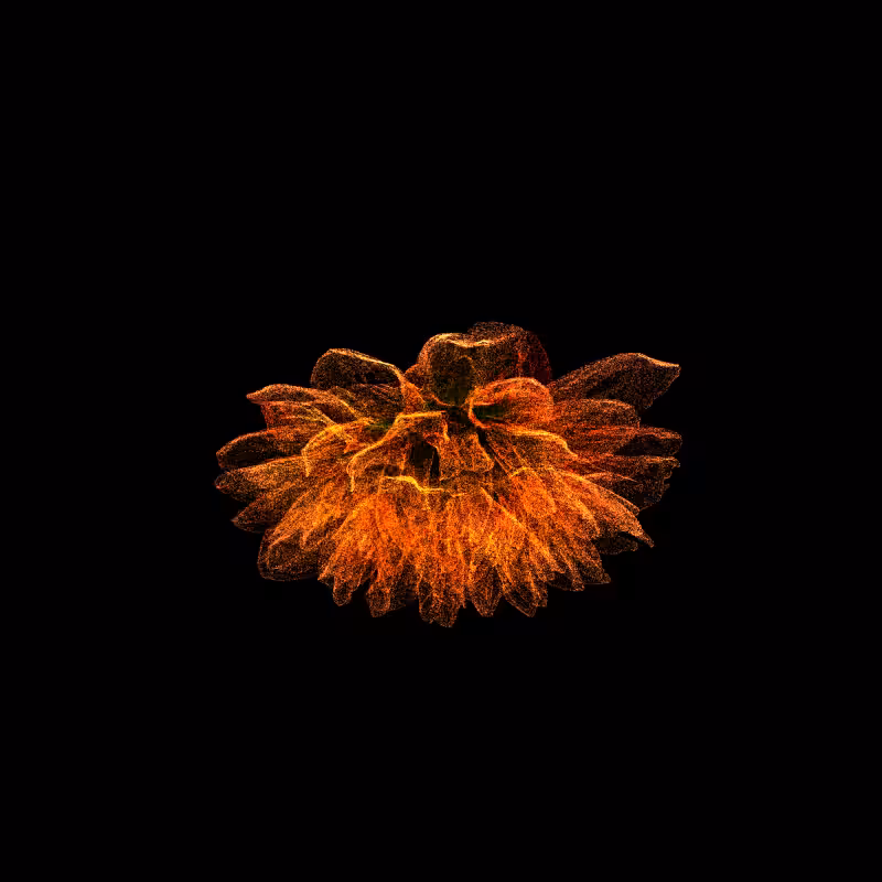Dahlia Pinnata 30 #55