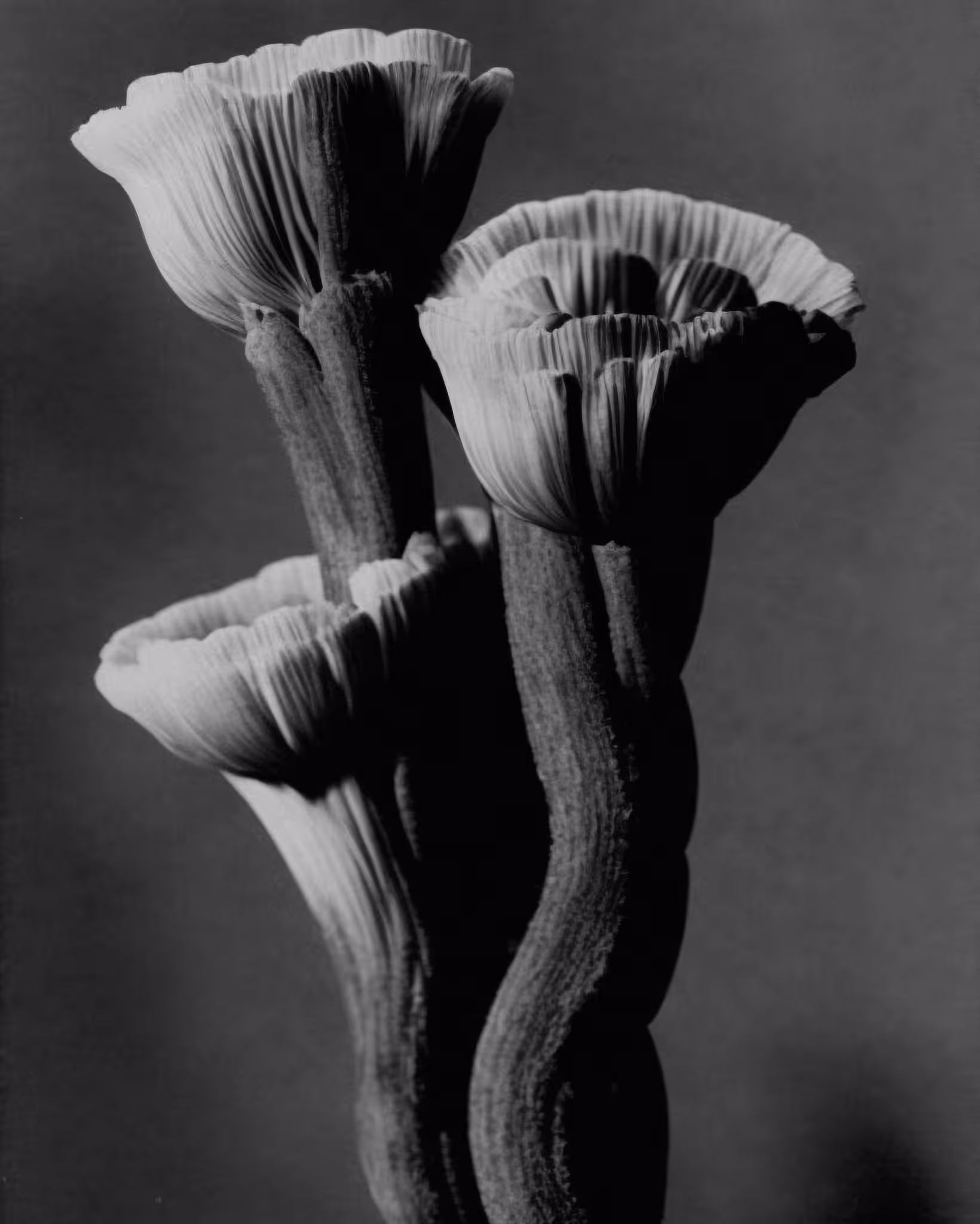Unknown (extinct), Photogravure, 1928