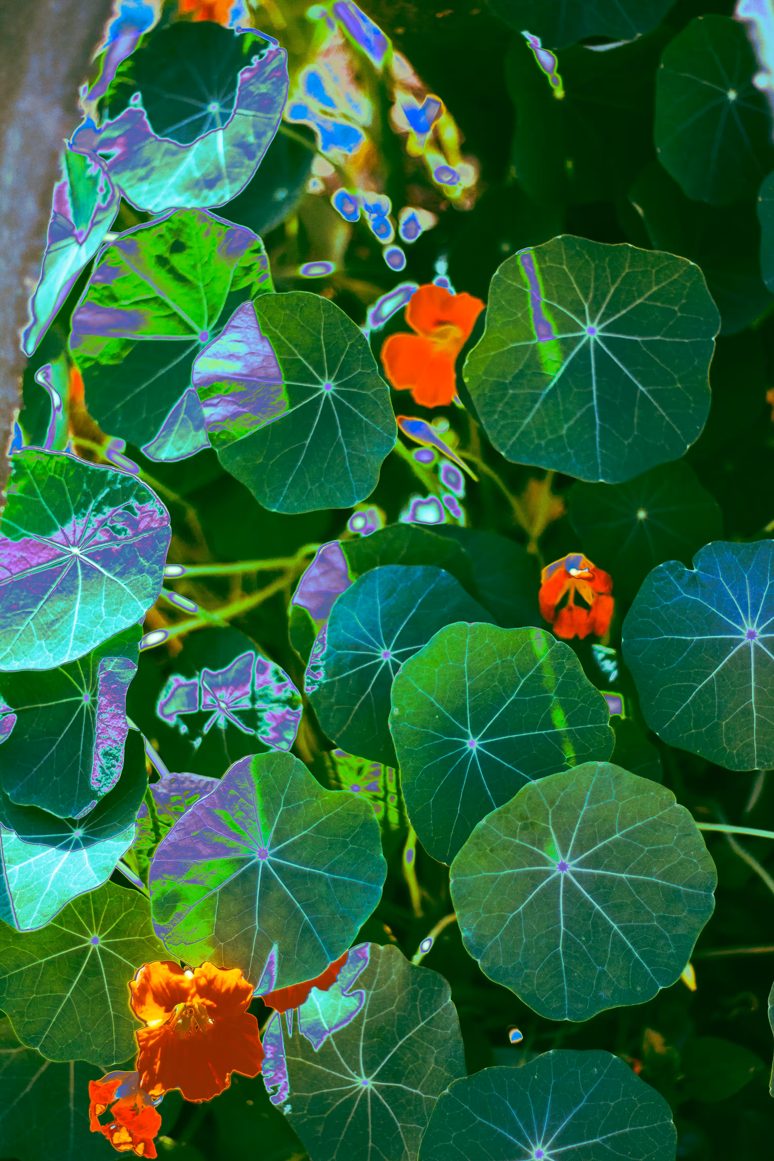 plantas tecnológikas: Tropaeolum 