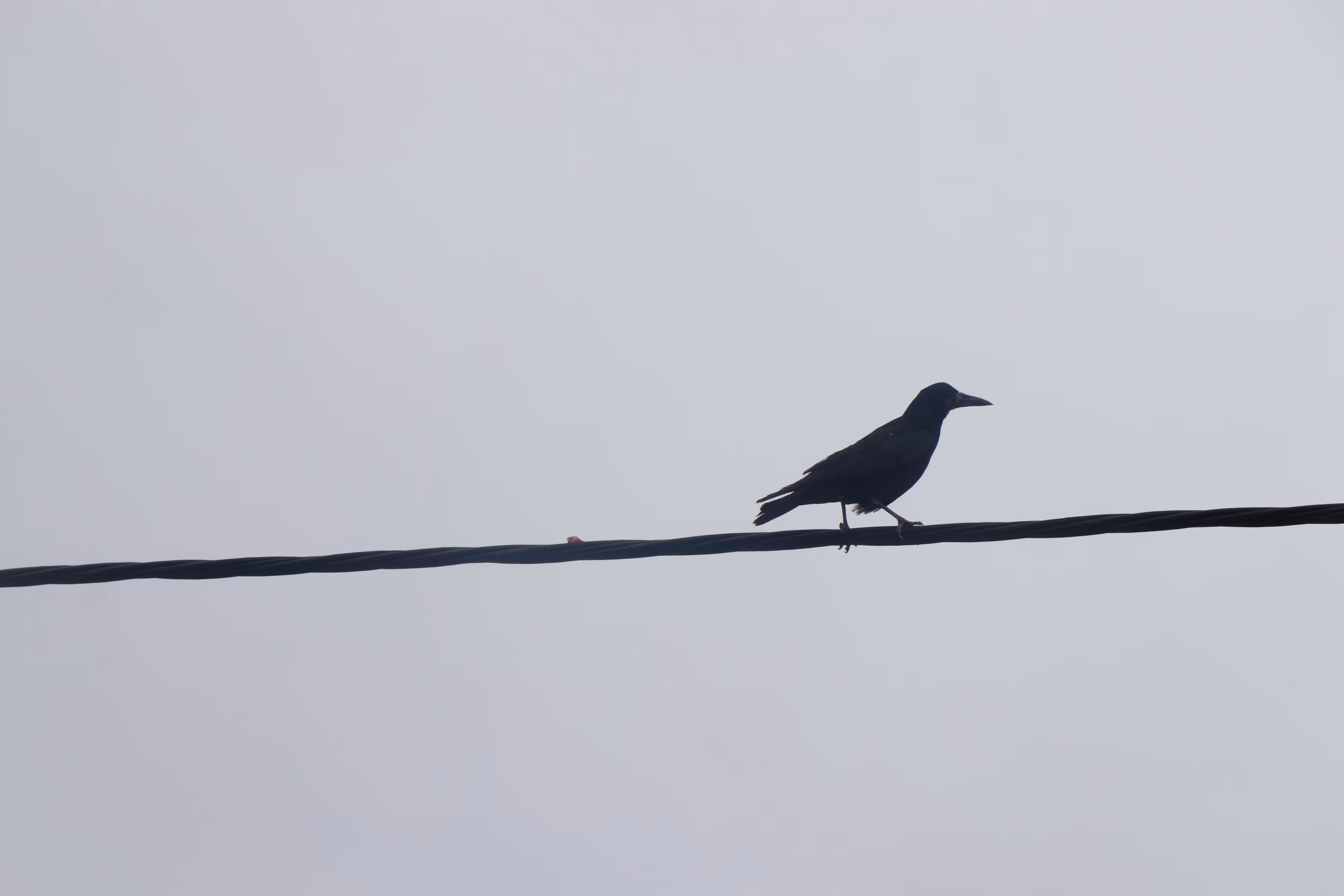 Black crow
