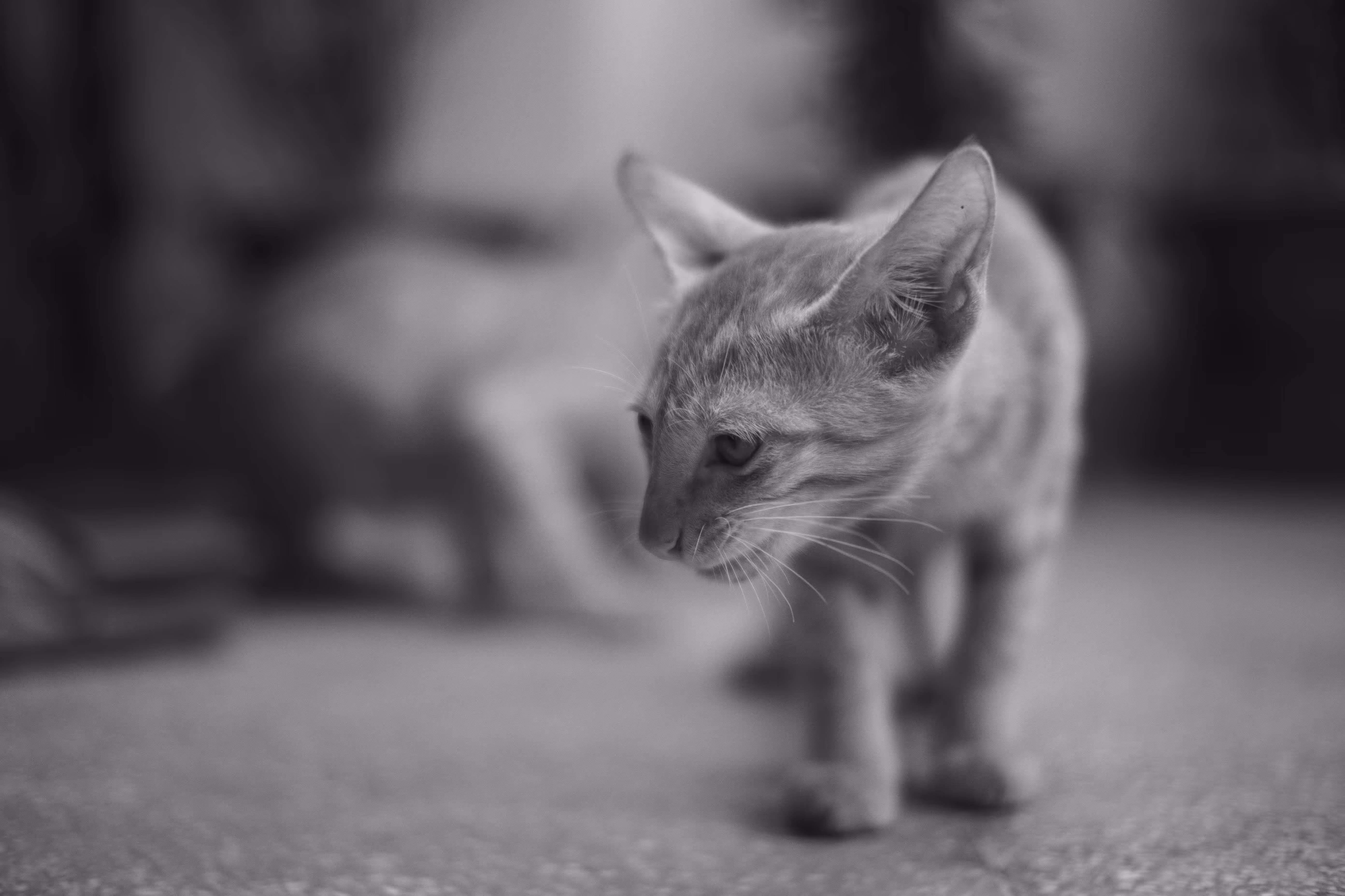 Little Prowler
