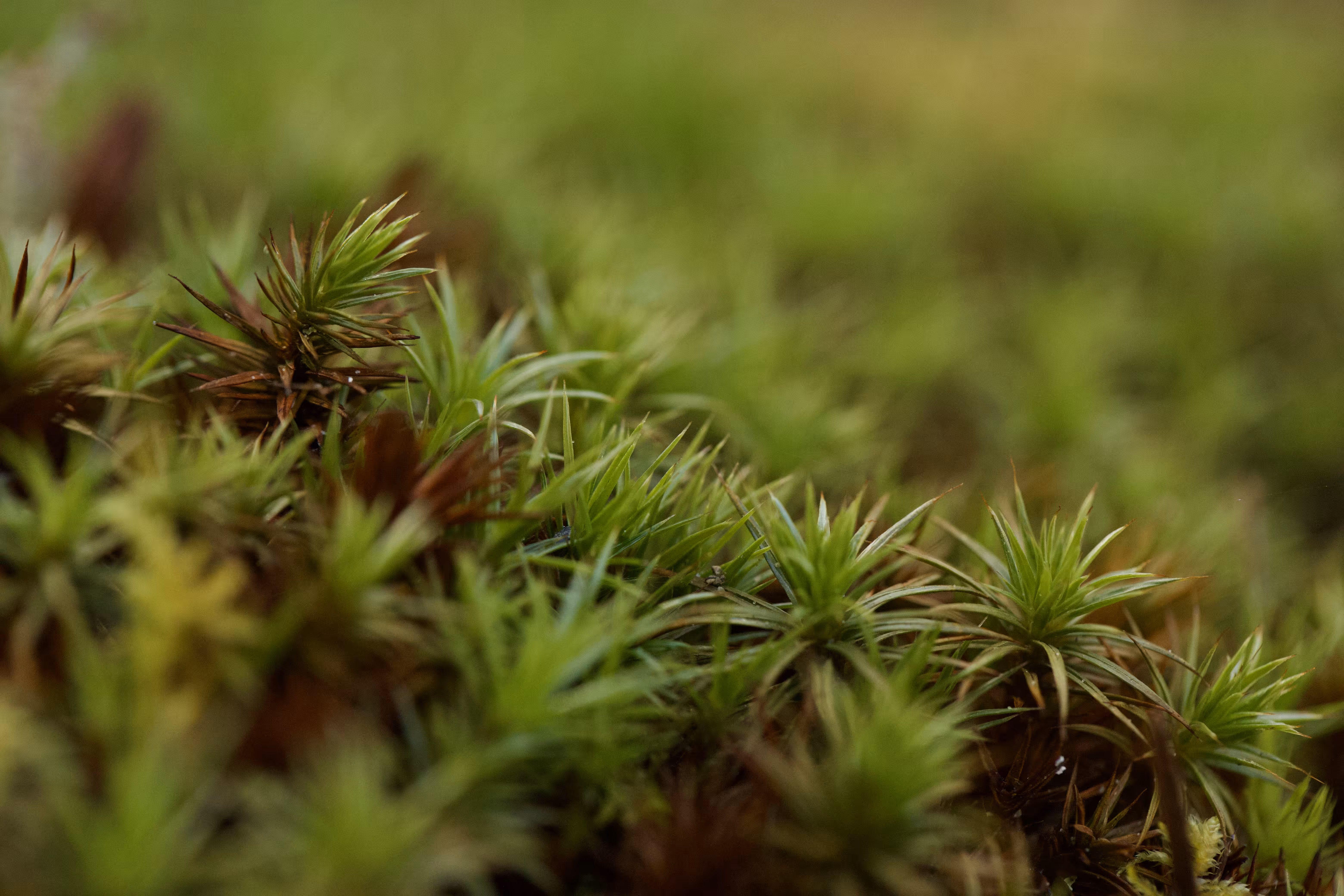 The Captain's Collection: Moss Forest