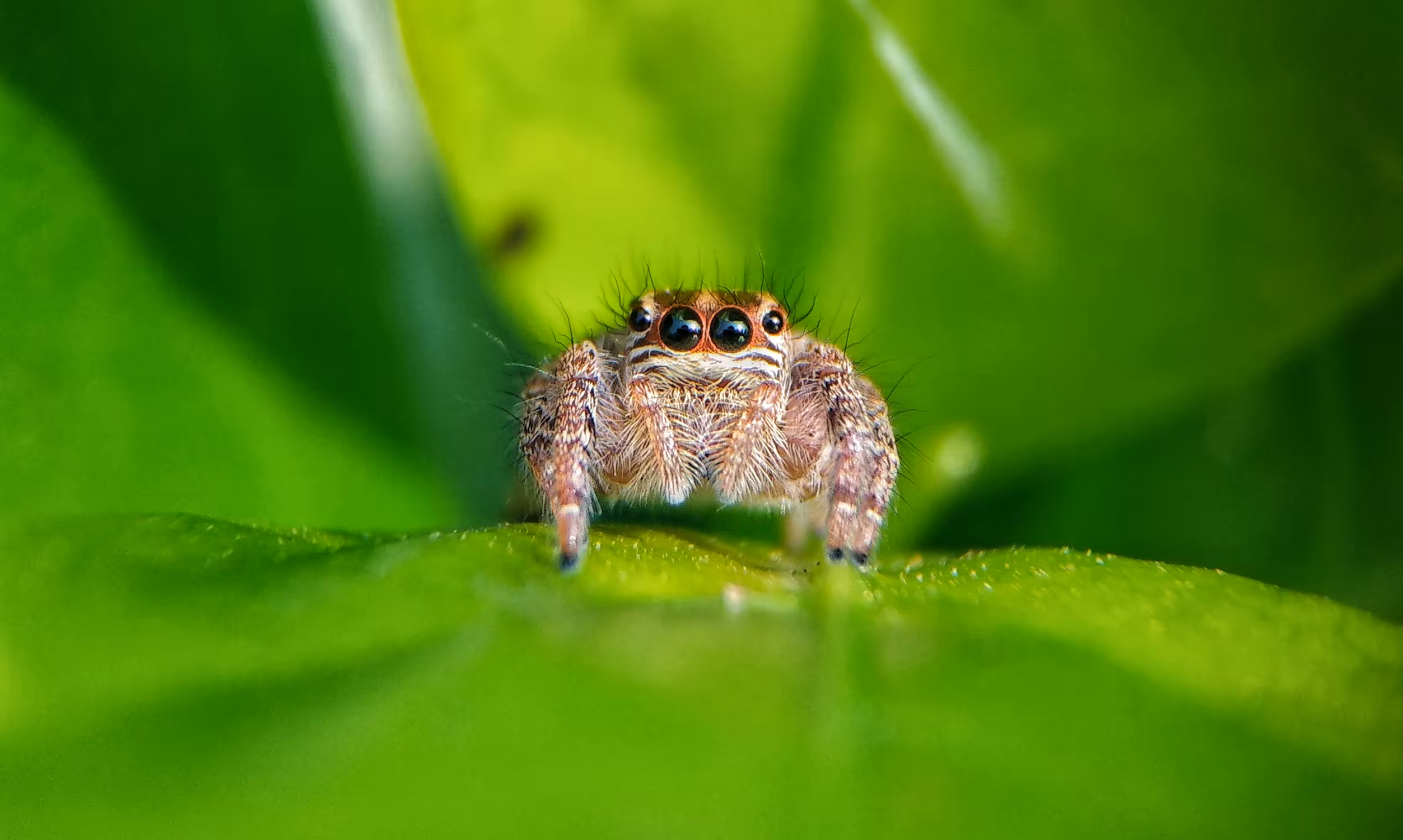 MACRO WORLD