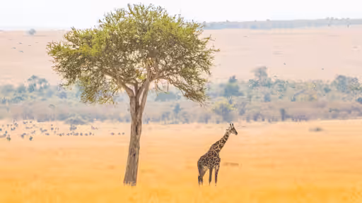 Standing Tall