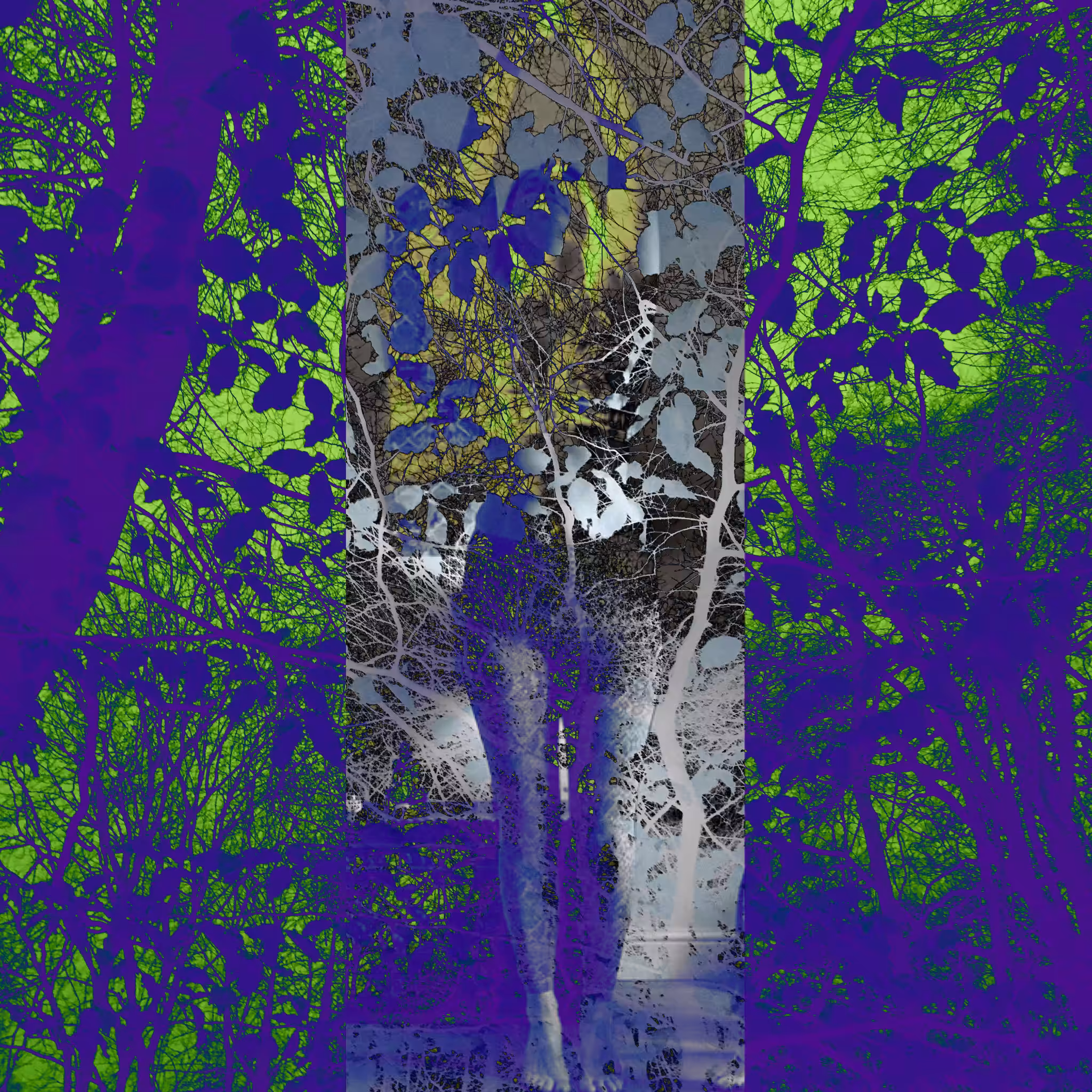 Dark Forest #14