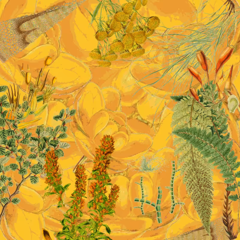 future flora from Antarctica's past #44
