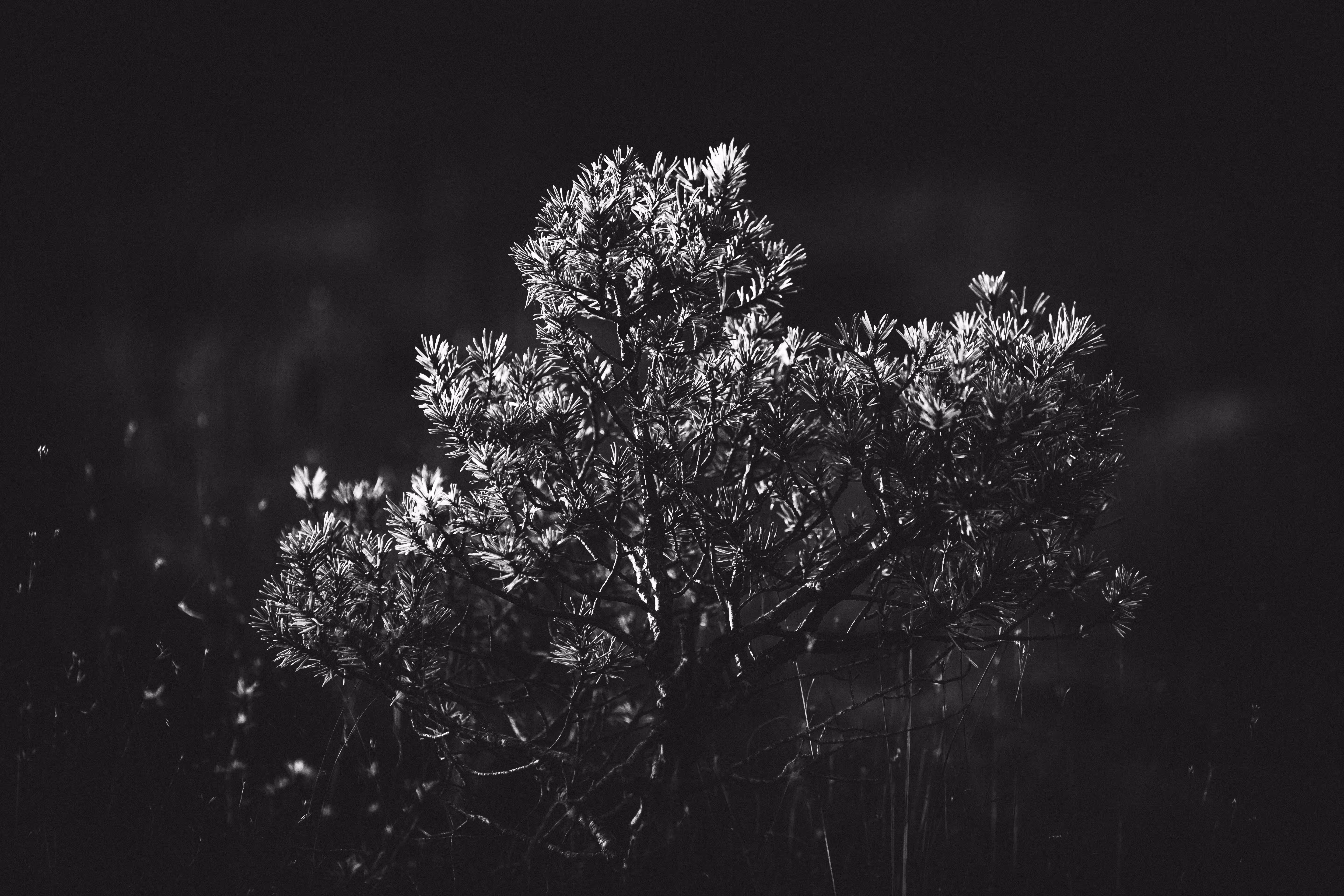 World in Black'n'White 2
