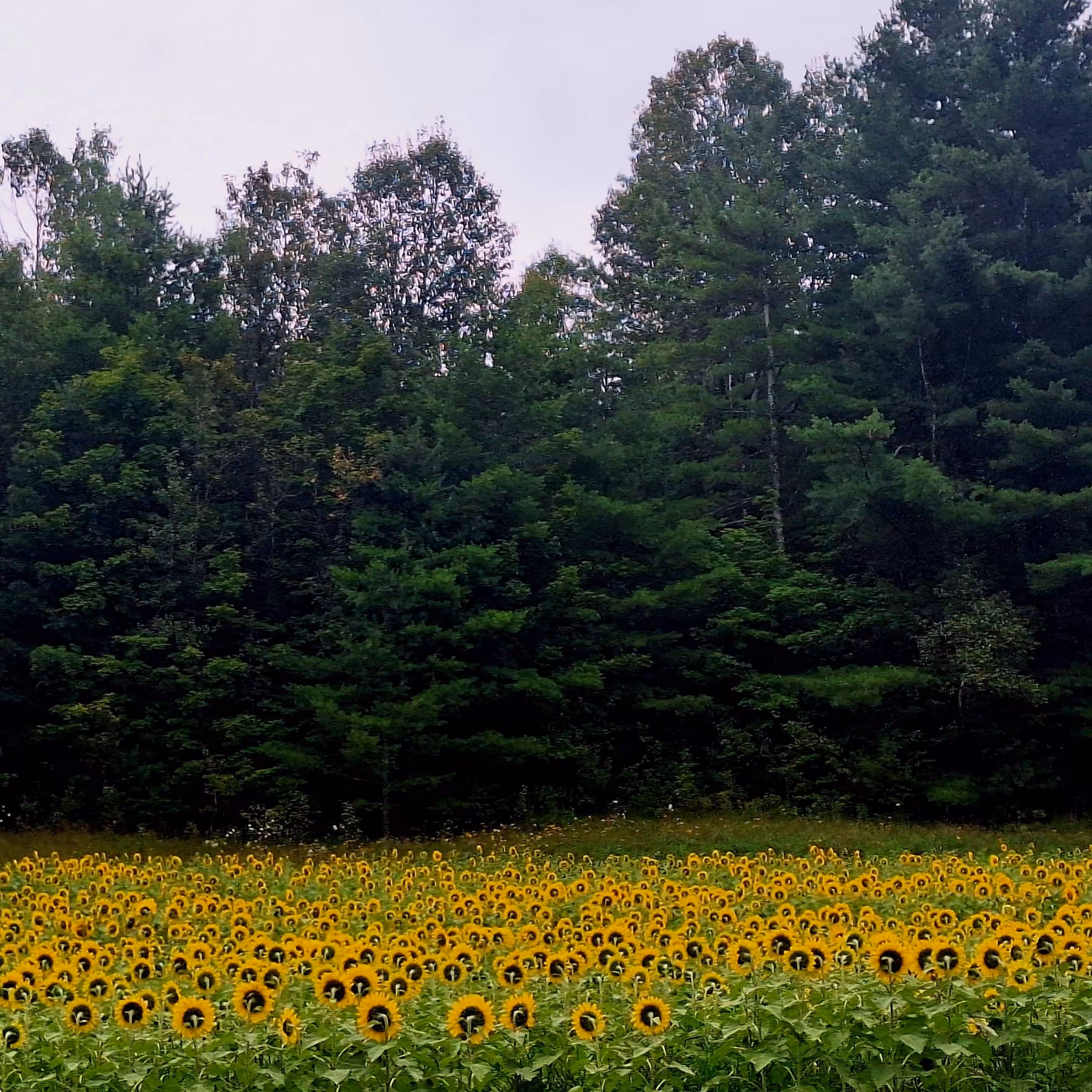 Vermont Sunflower Field