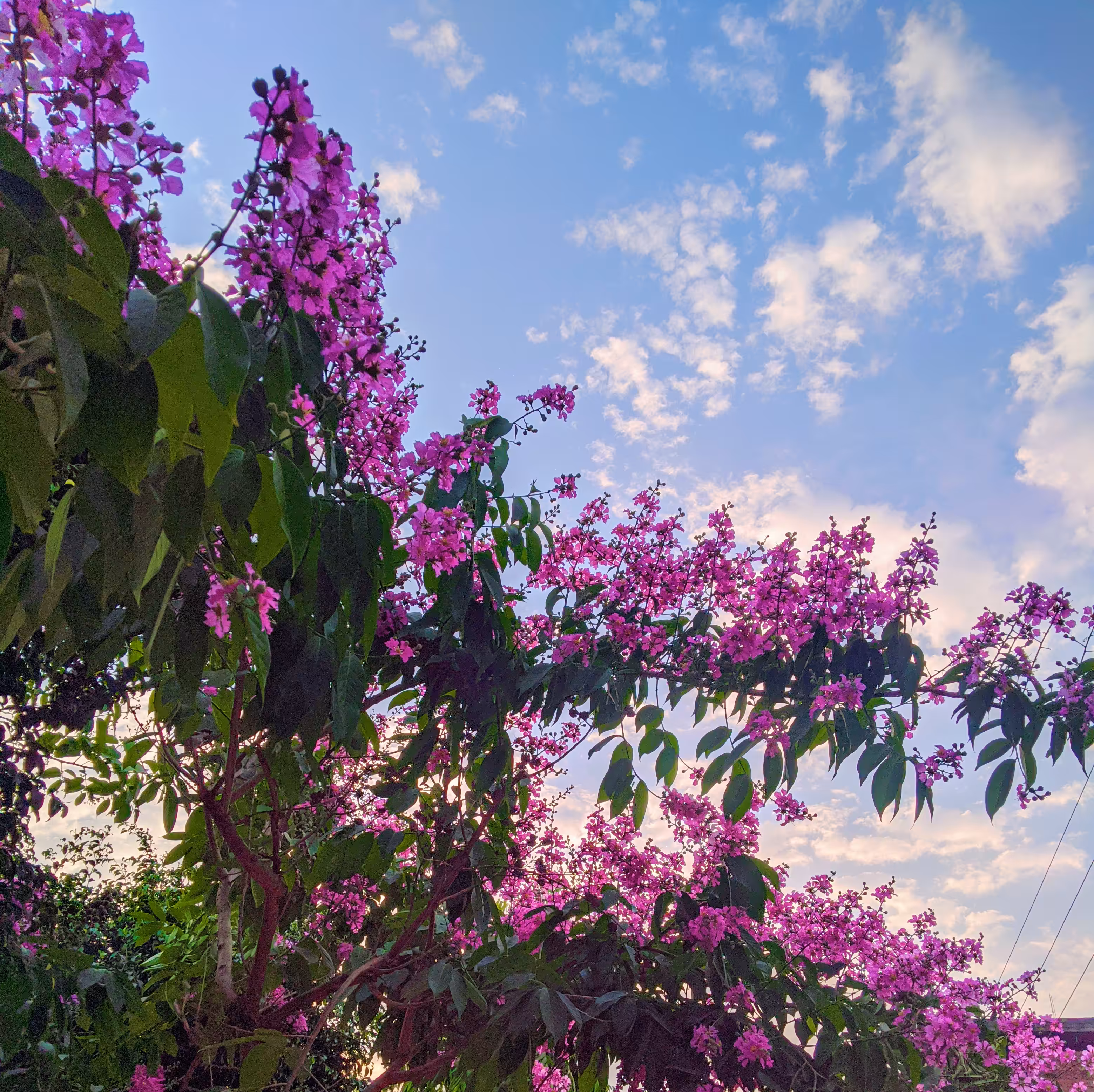 Colors of Spring