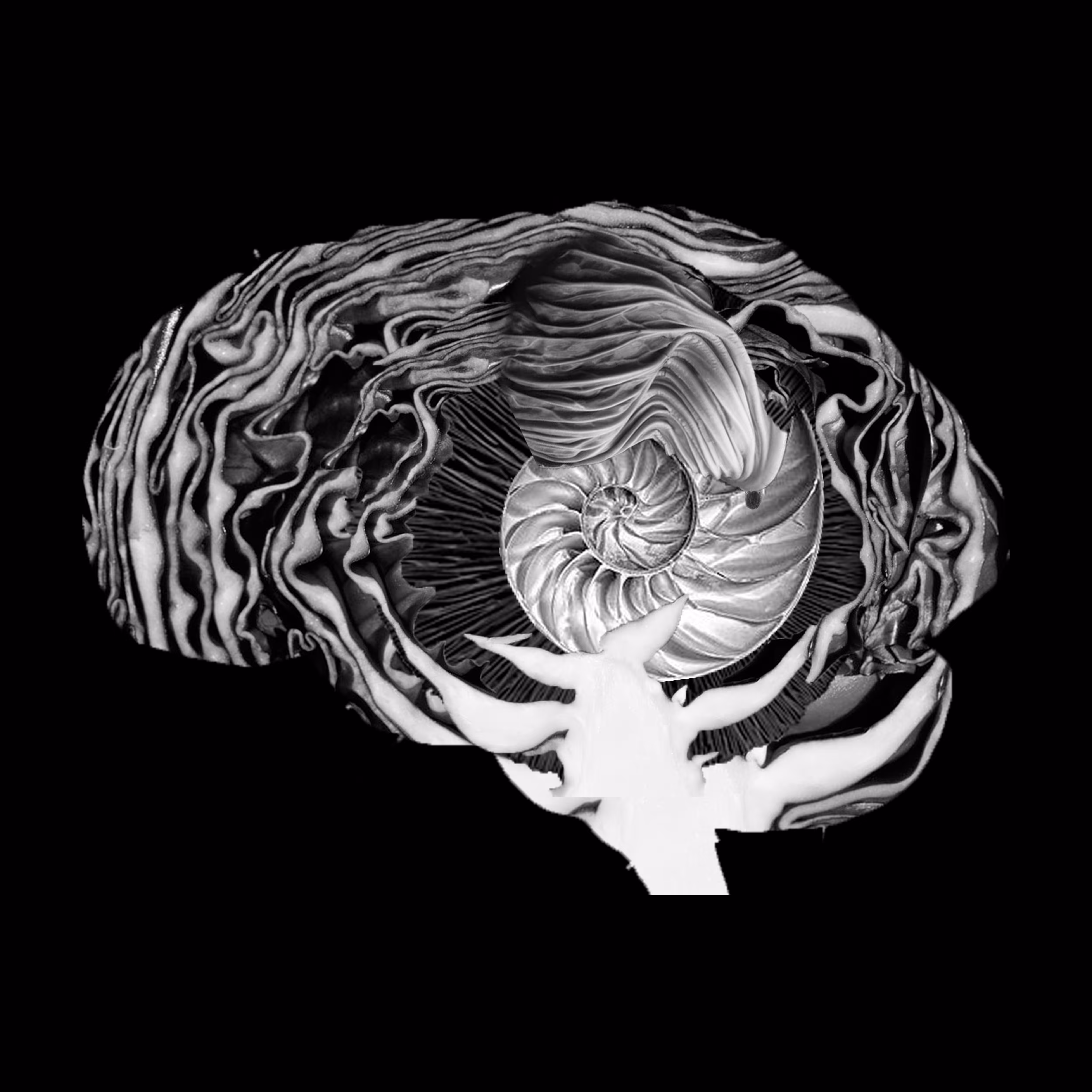 Brain