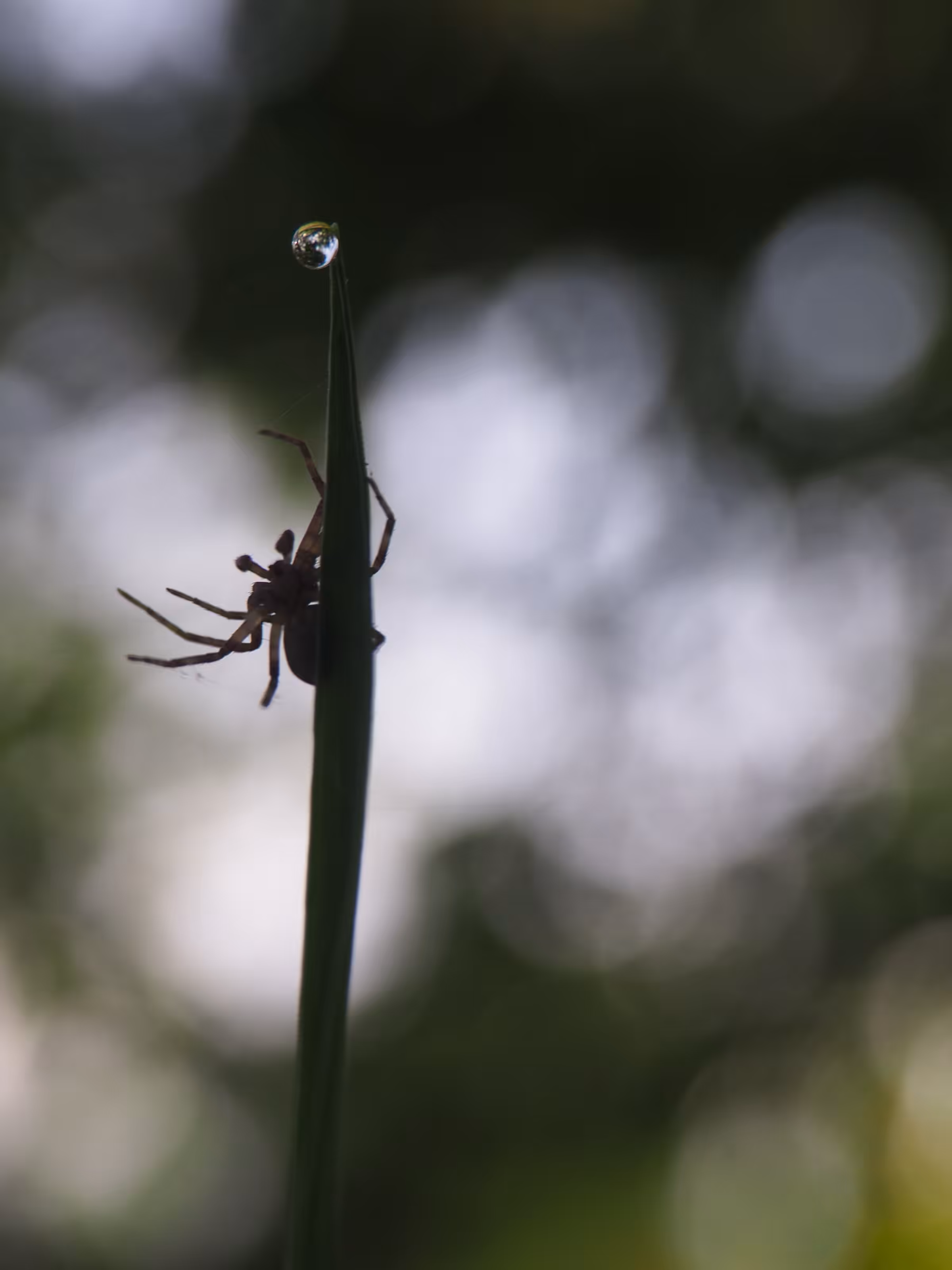 A Bug's Life - Predator 001