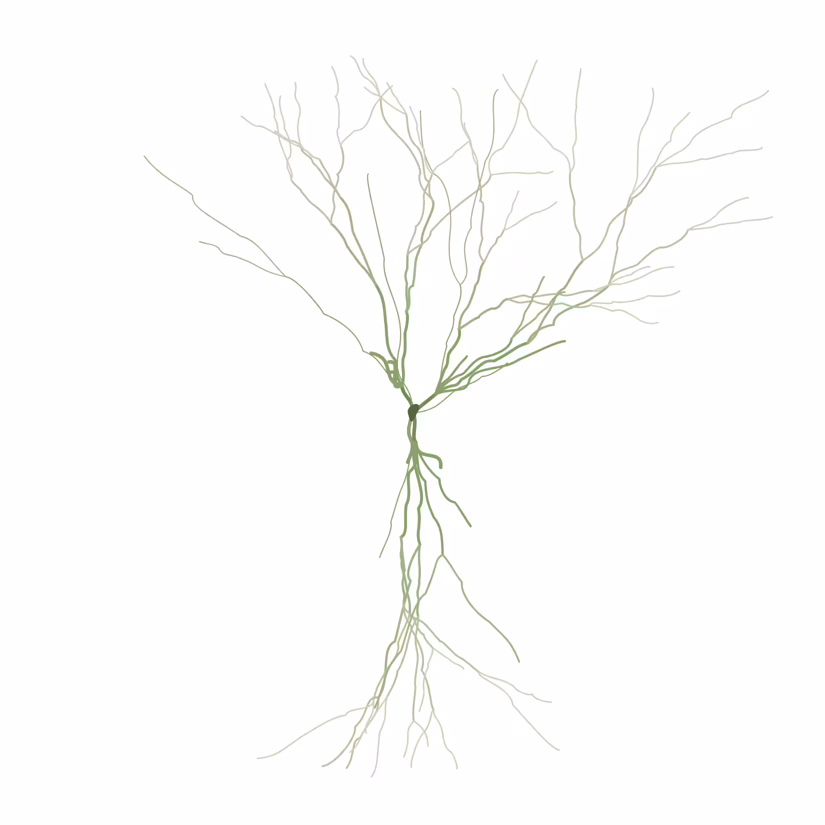 Ghost Forest Seedling #29