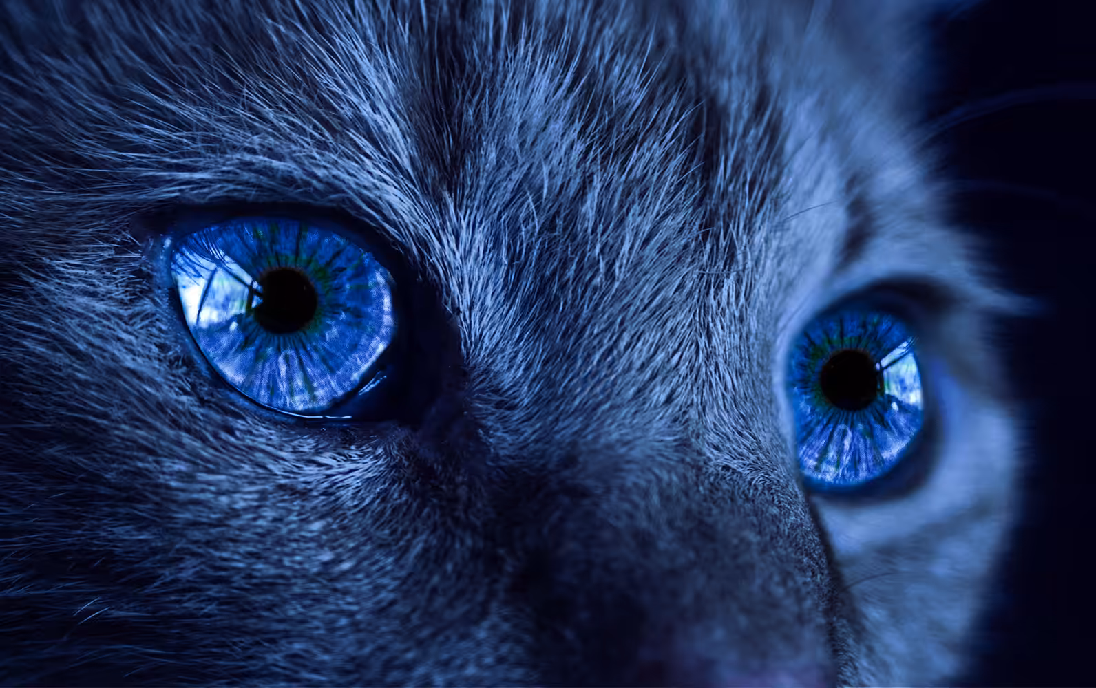 Collection Of Eyes