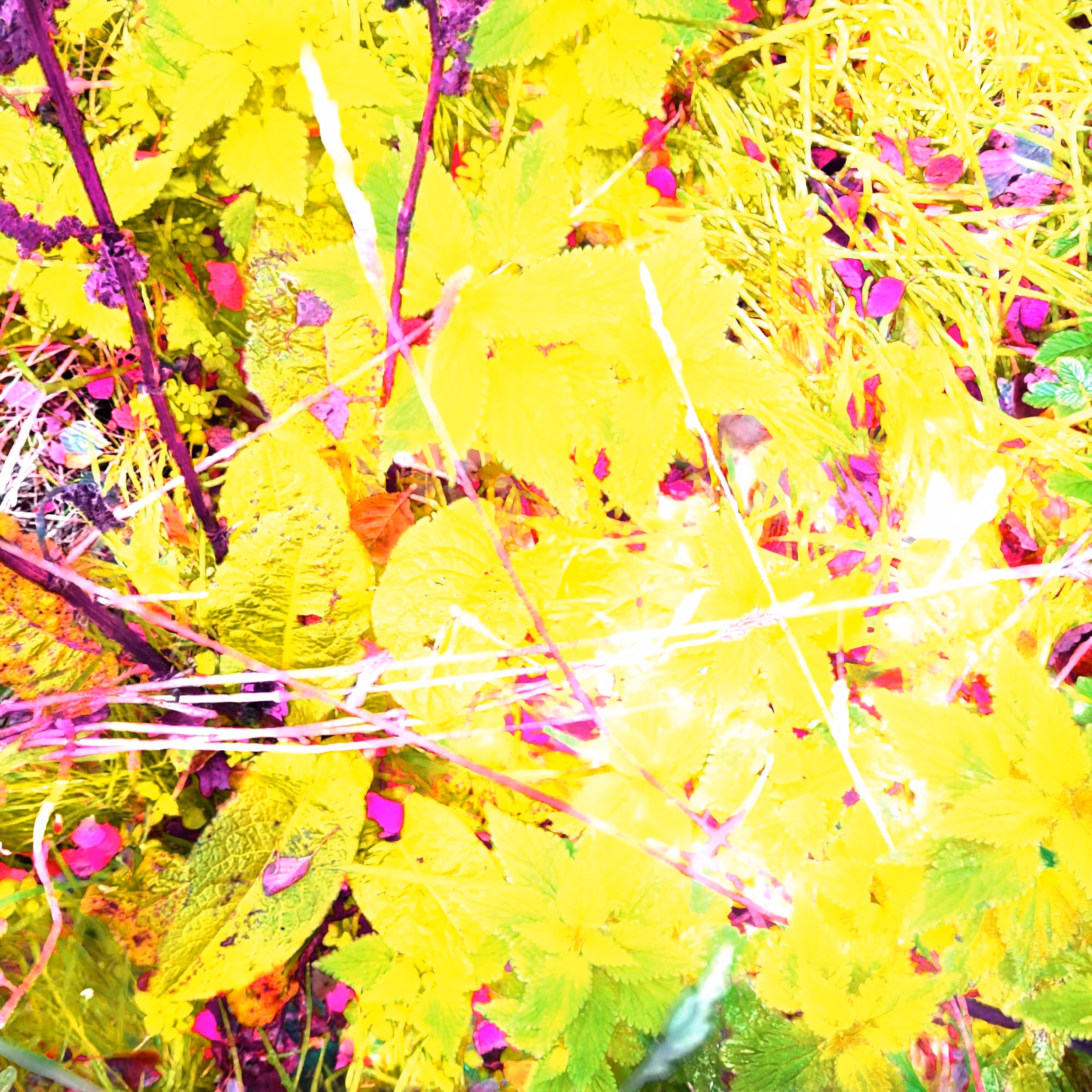 Autonomous Forest Plots: Plot u329hvje5