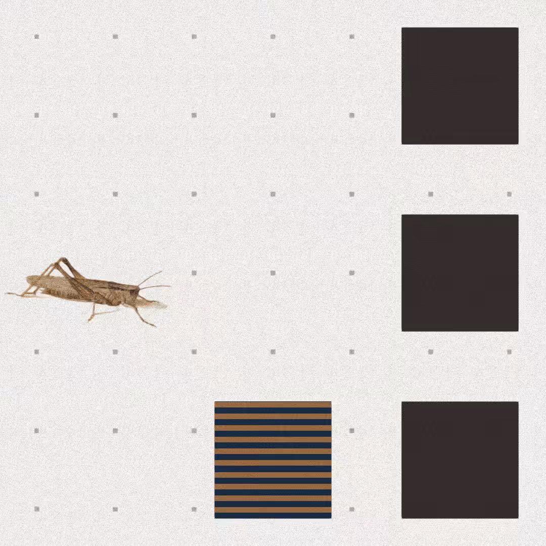 Grasshopper #48