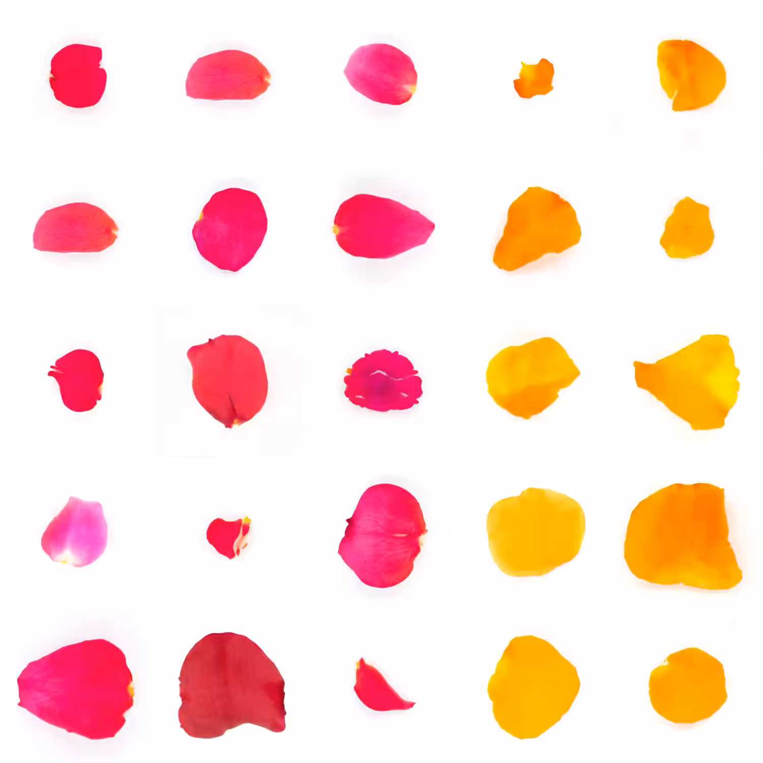 Infinite Petals 5x5#1224