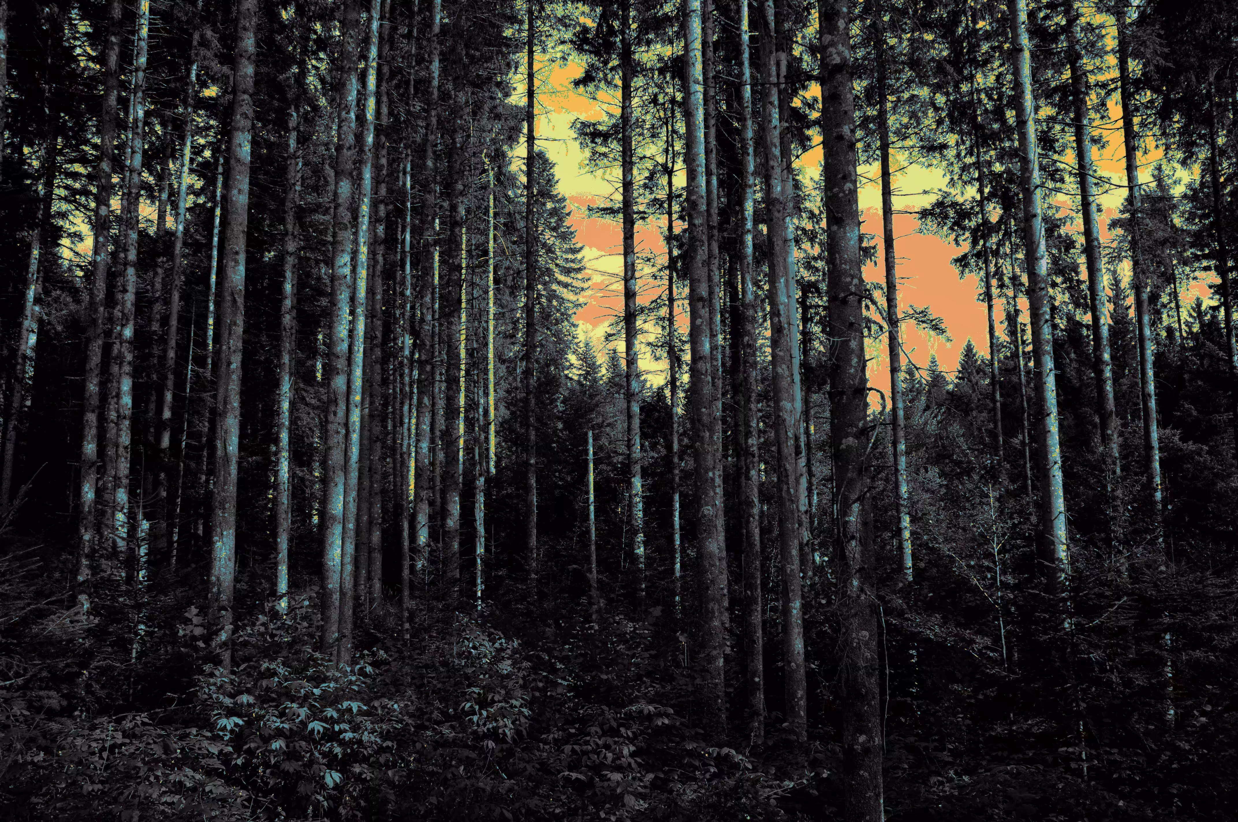 The Woods
