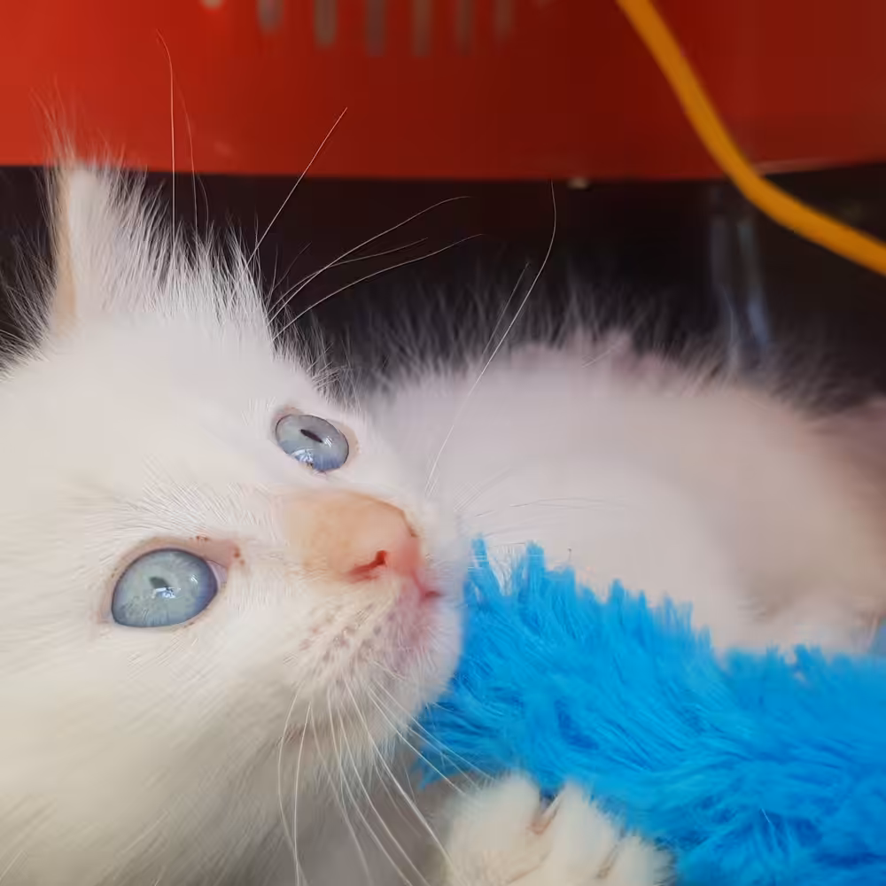 Blue eyes city