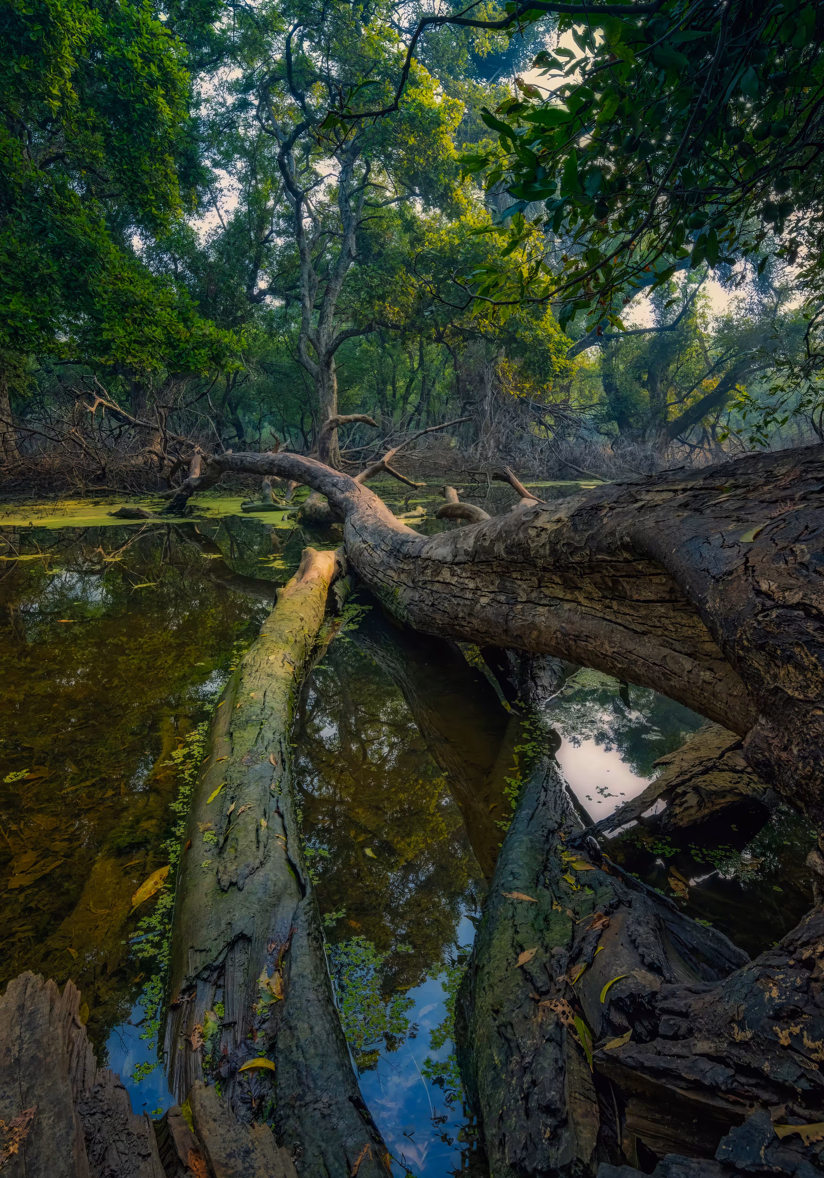 Poetry of Green