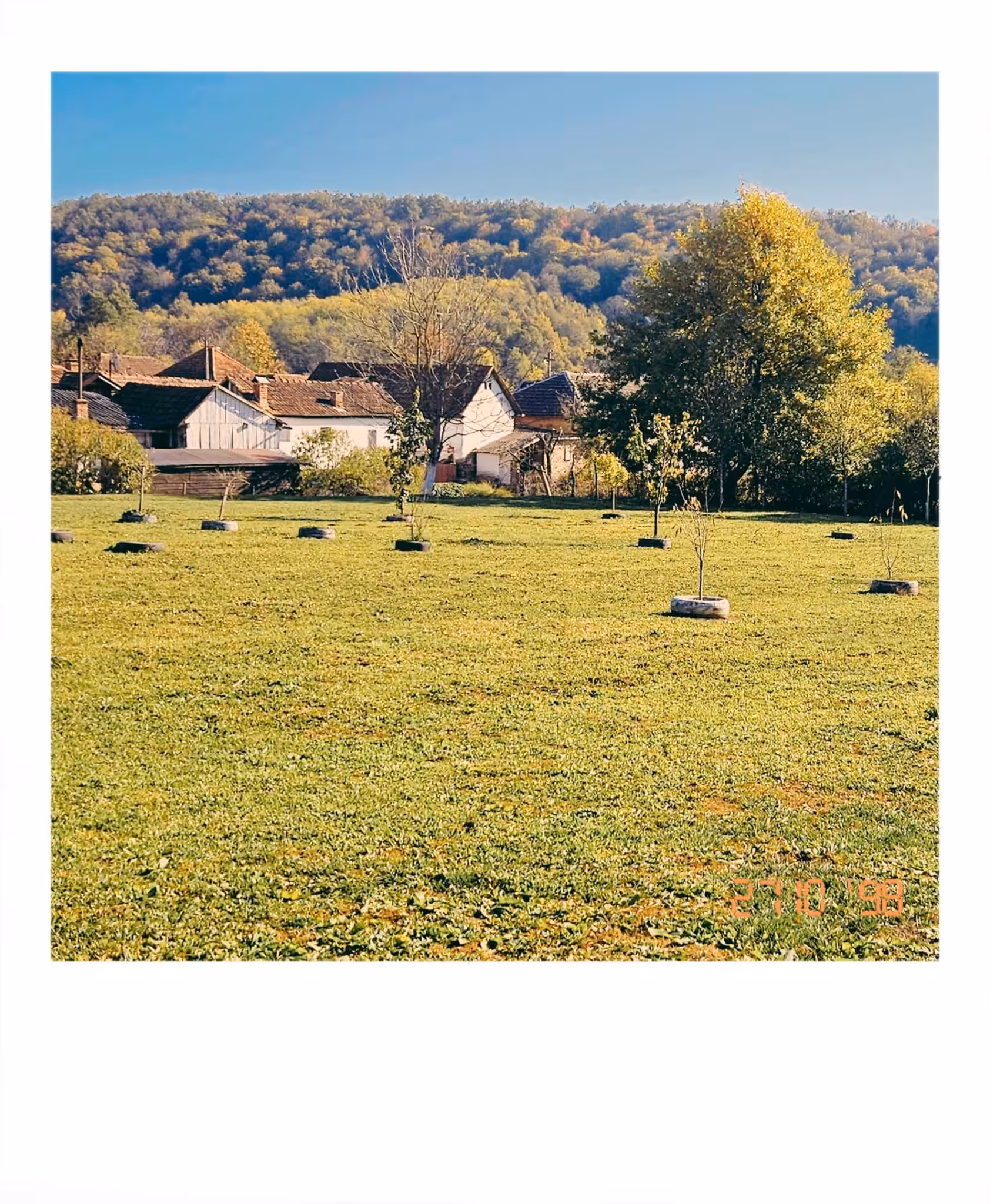 The young orchard