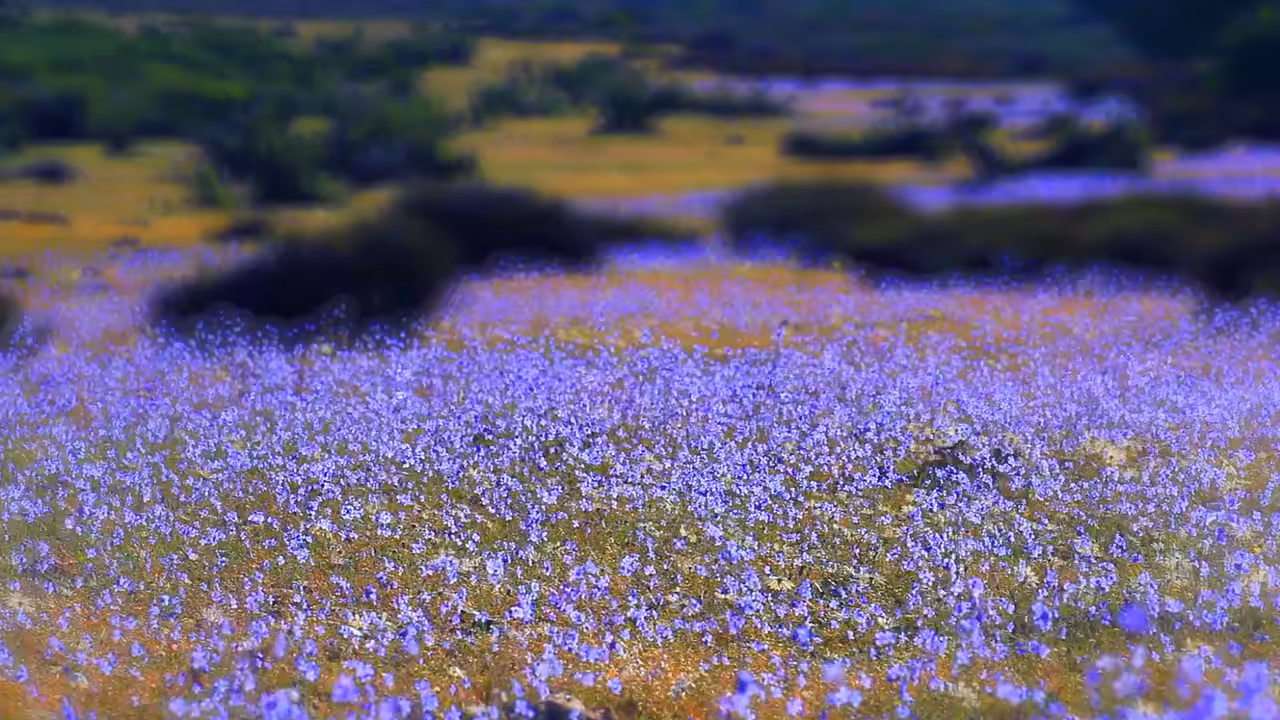 Purple field of dreams