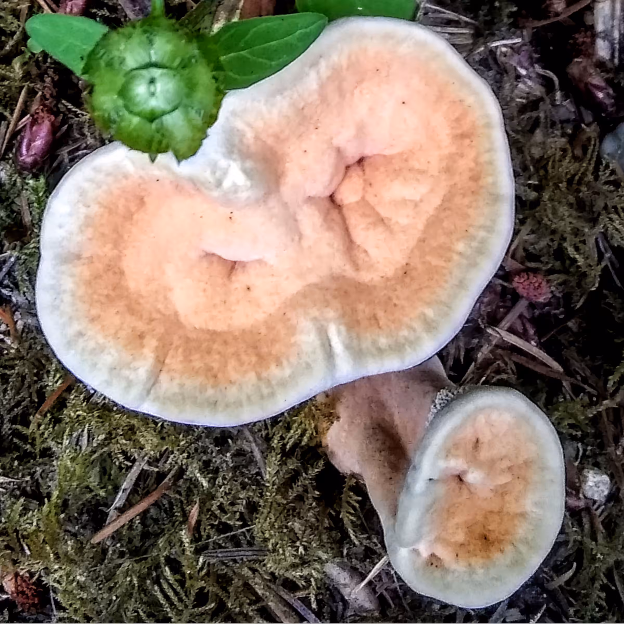 Mushroom #4