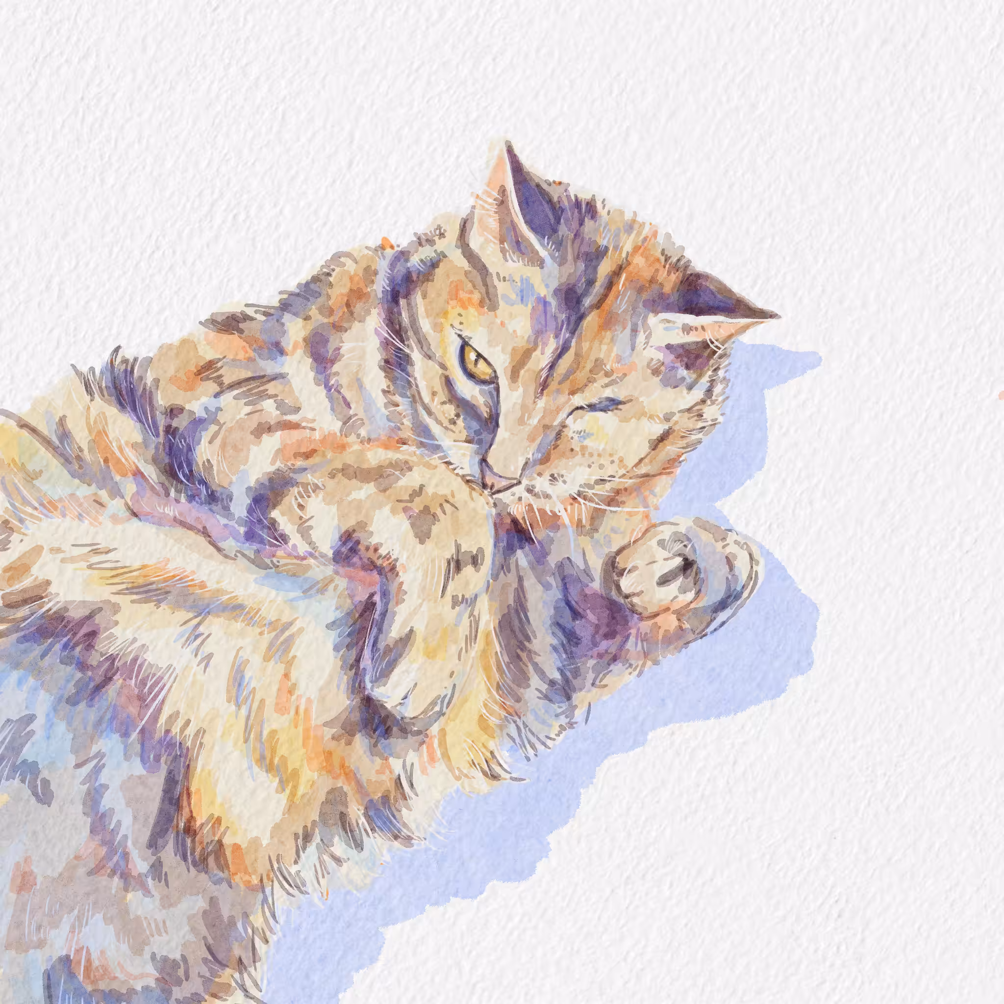 31 - cat