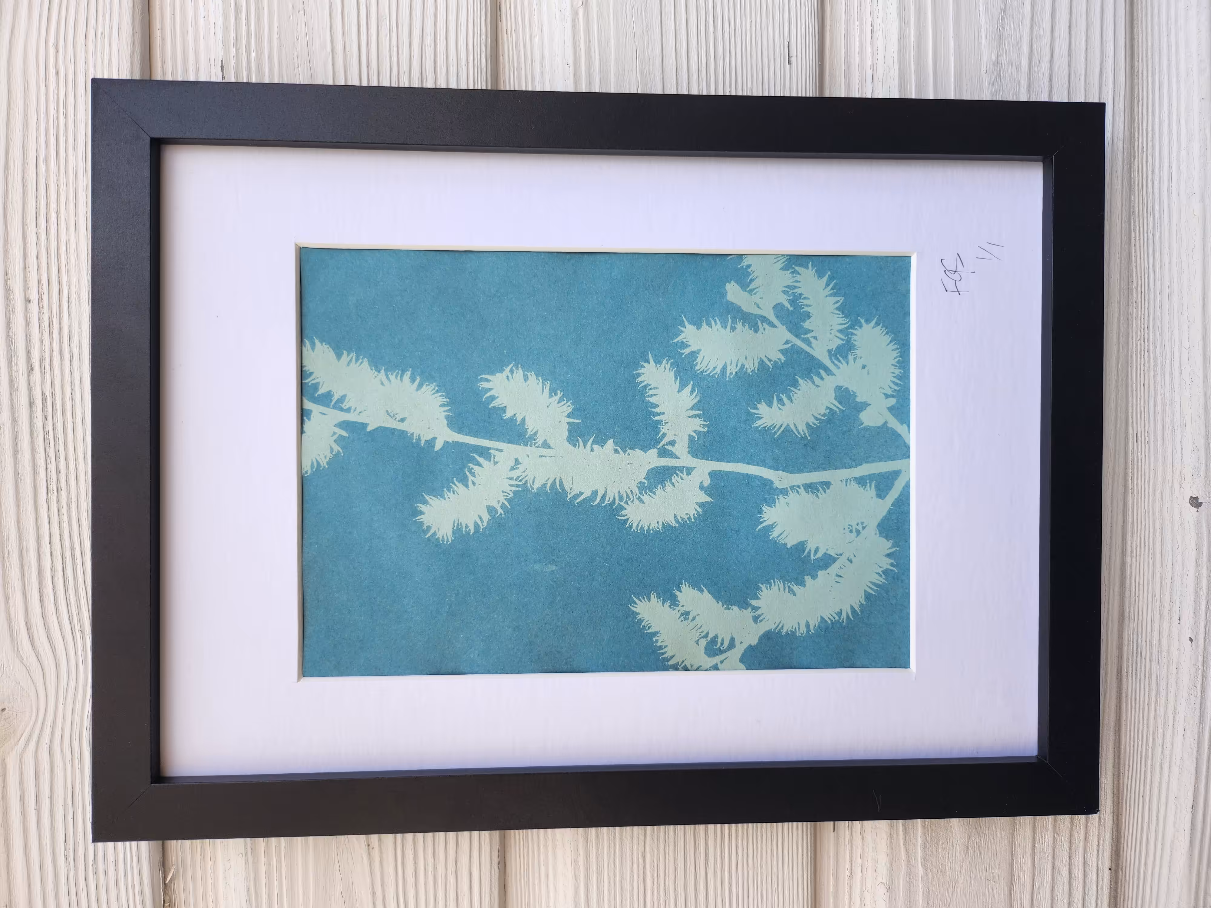 Cyanotype #002 | Botanicals | Grey Willow Catkins (Salix cinerea)