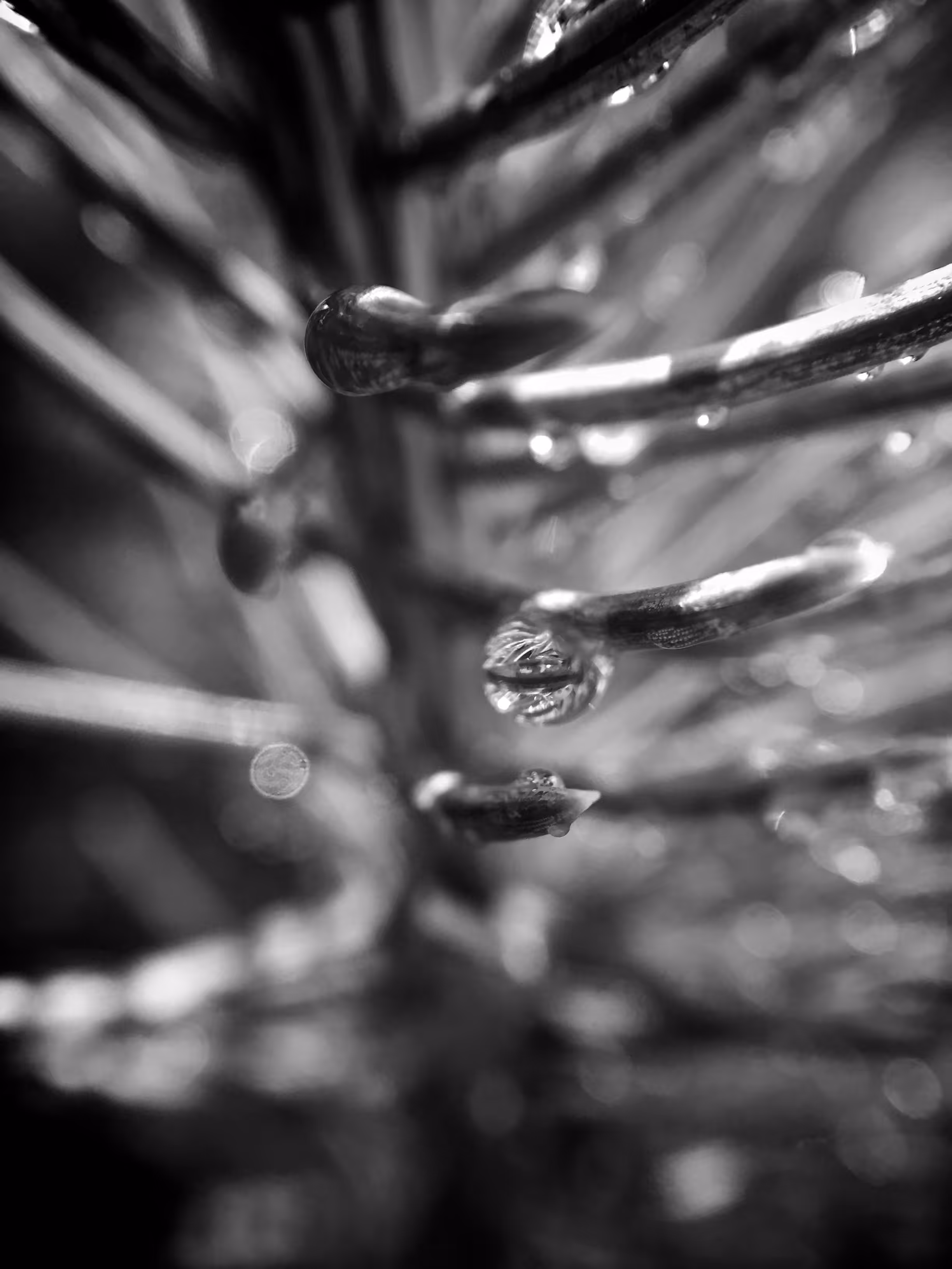 Reflected Within