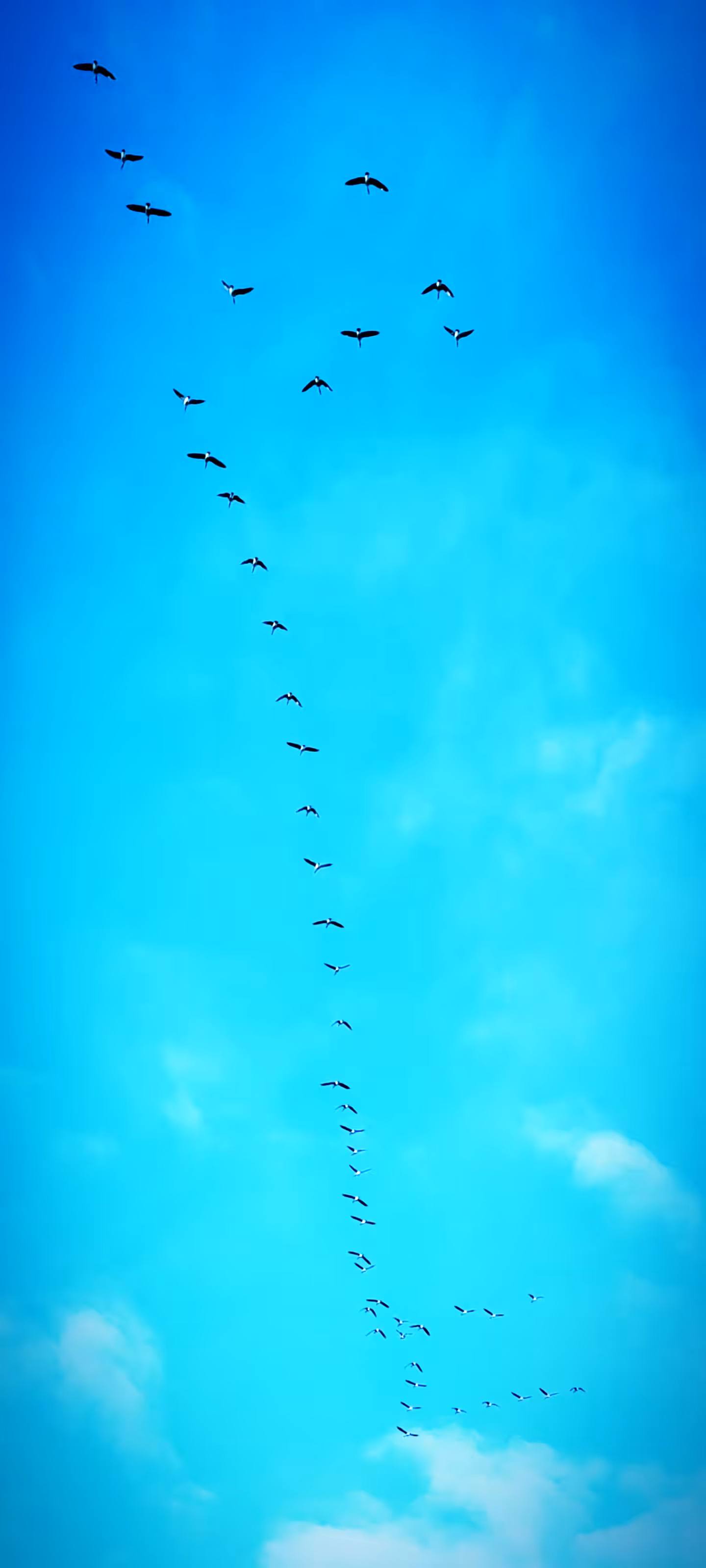 New Year Birds
