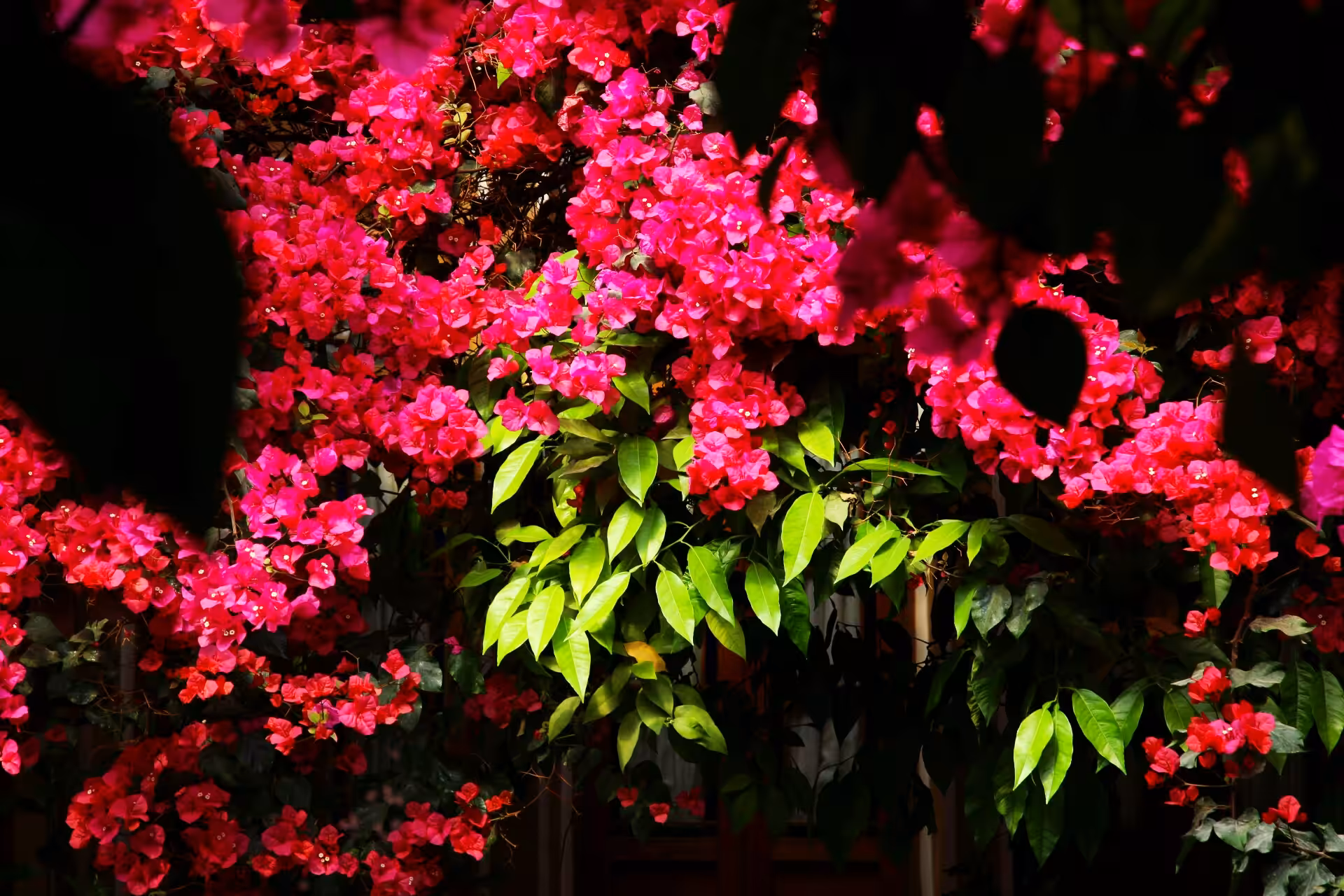 flower garden