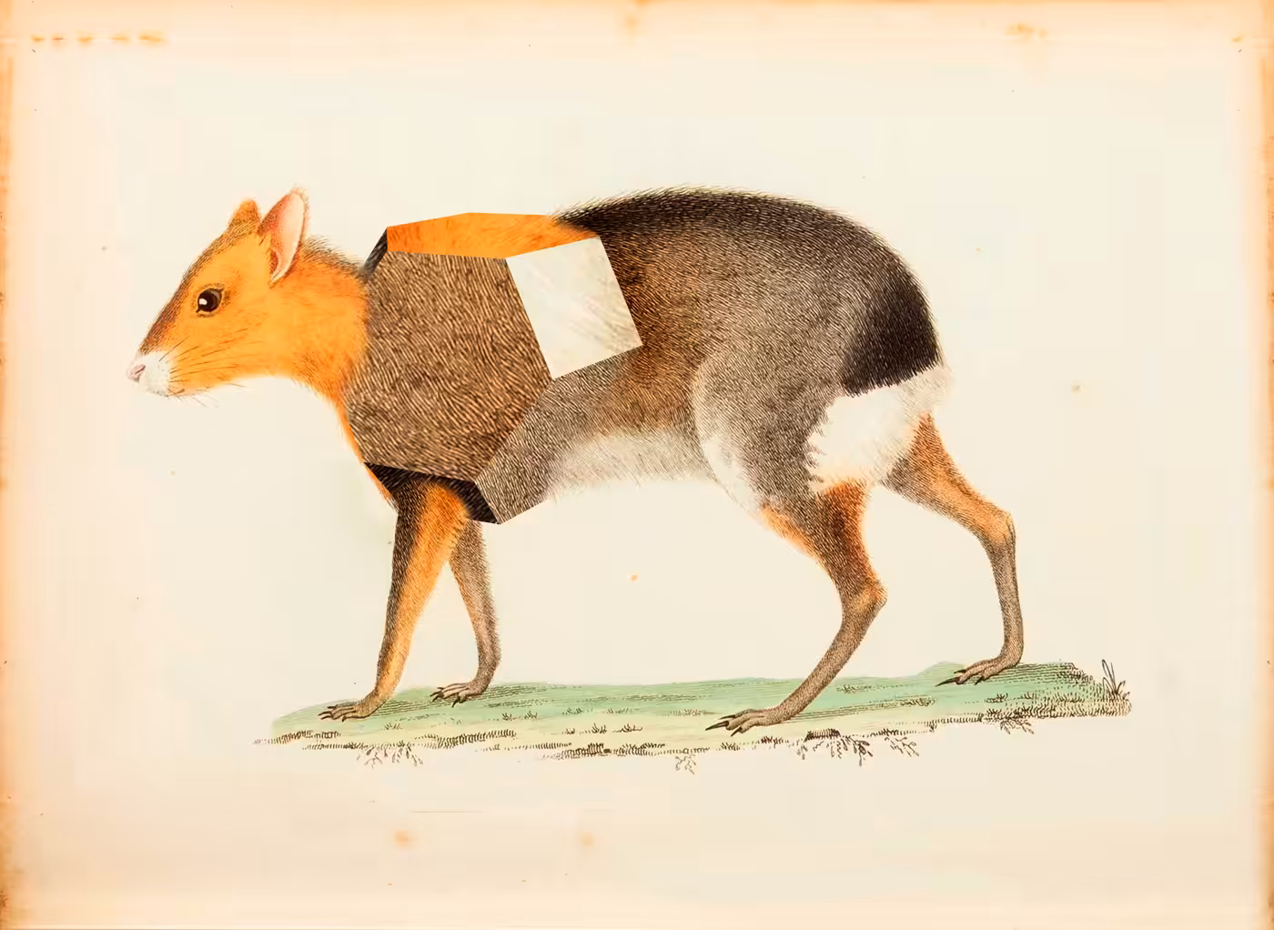 animalis polyedae XI