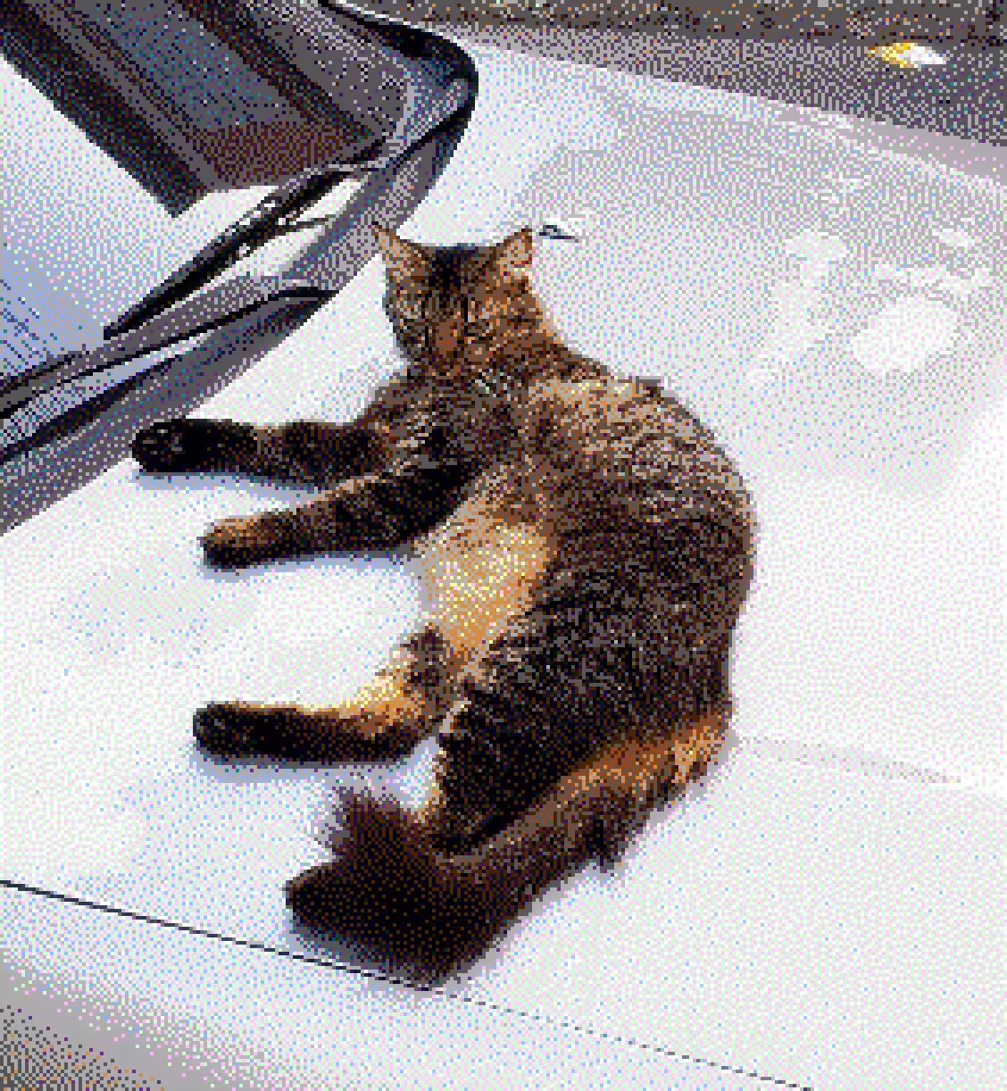 gatos VI