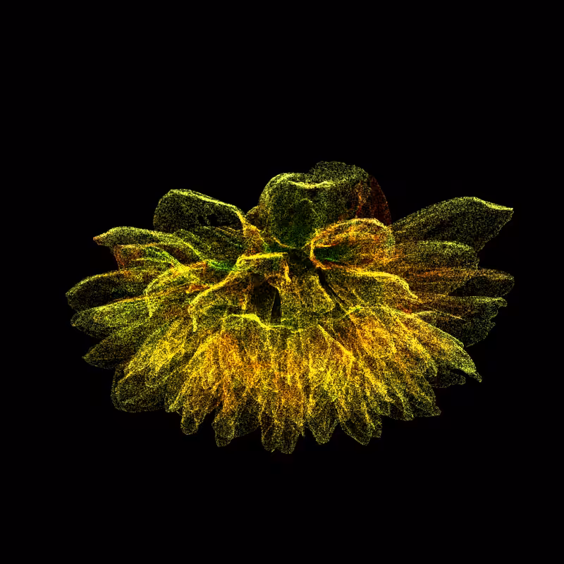 Dahlia Pinnata 30 #46