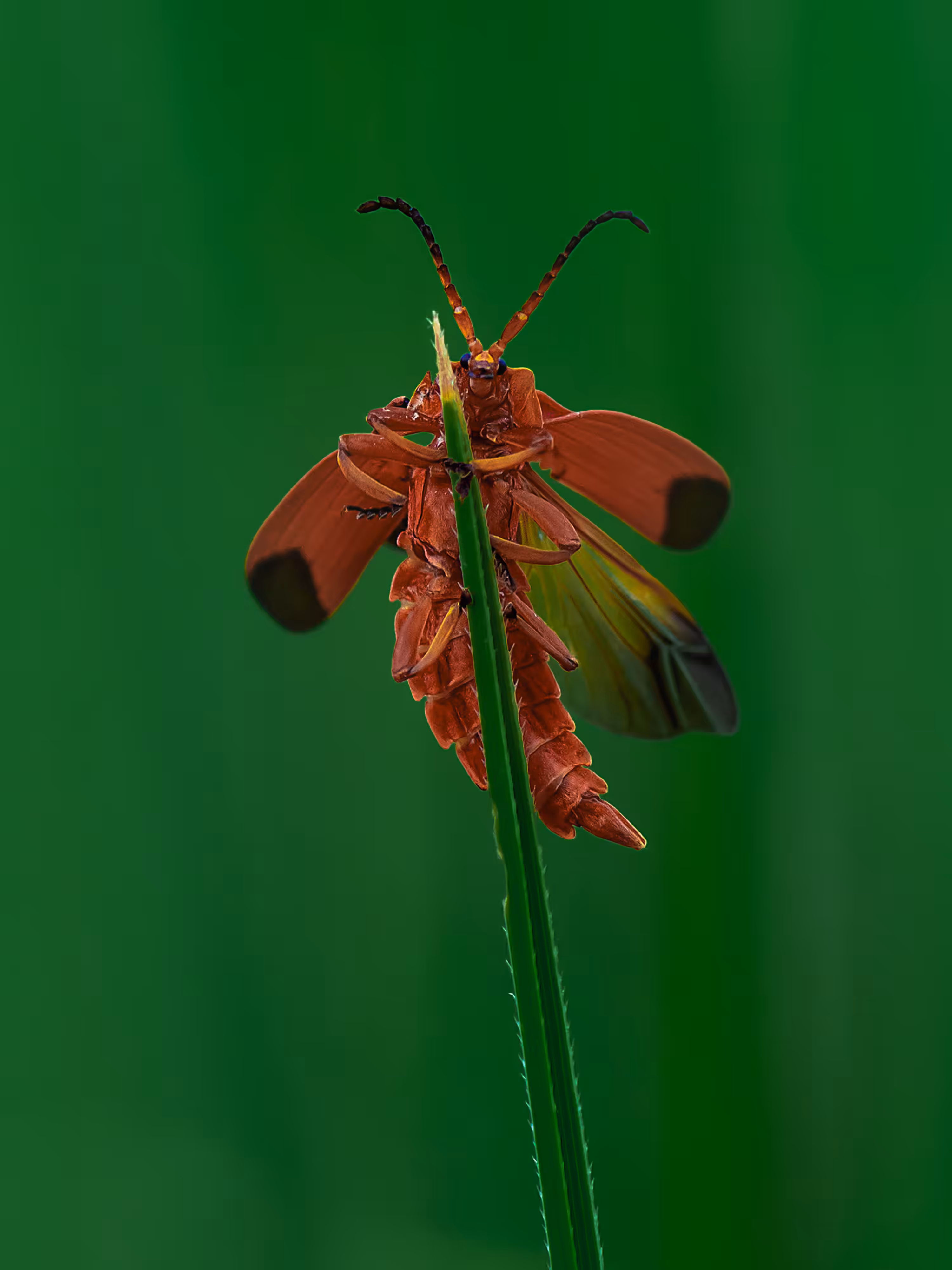Banded Net Winged beetle (#TezMauiAid)