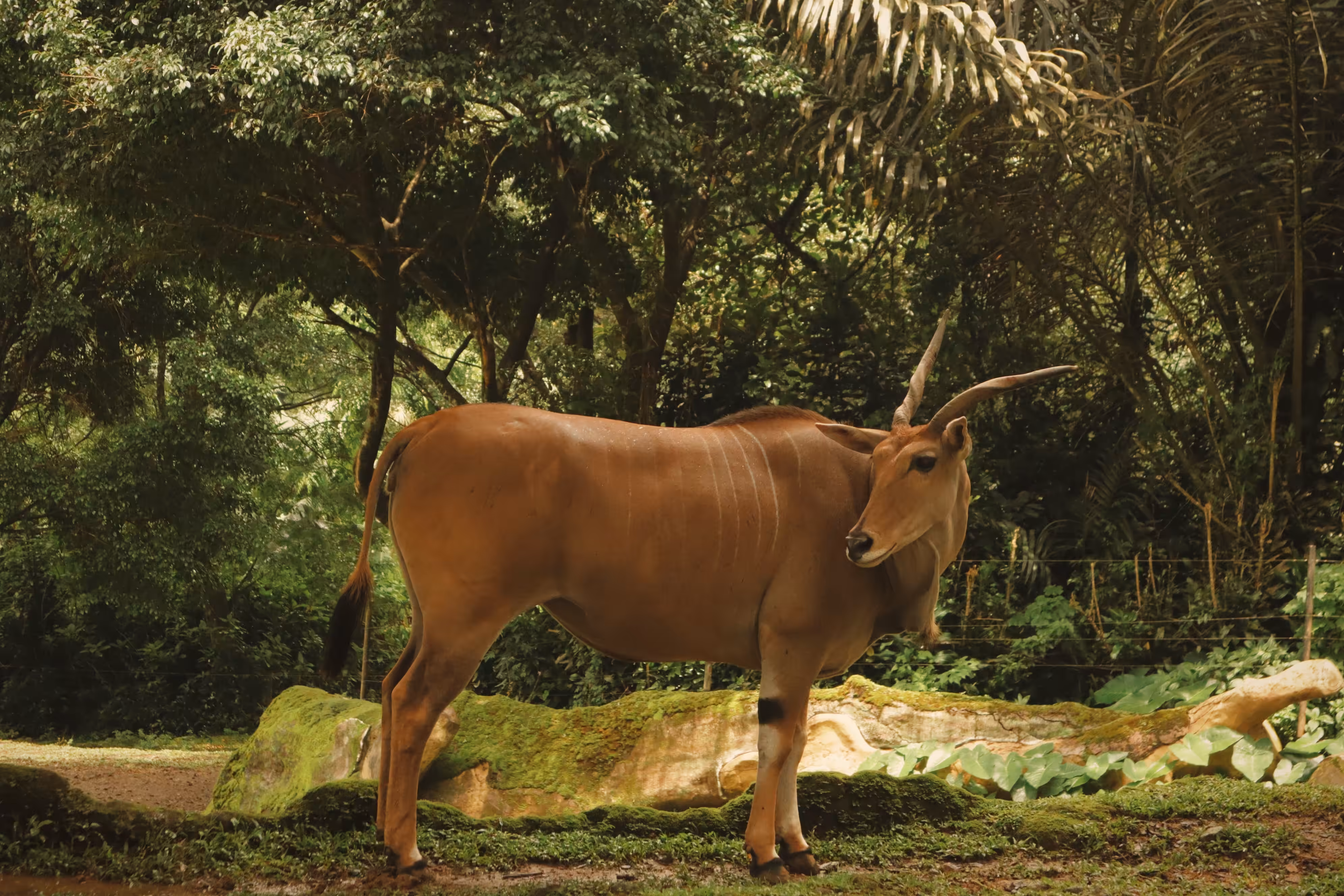 Eland Antelope