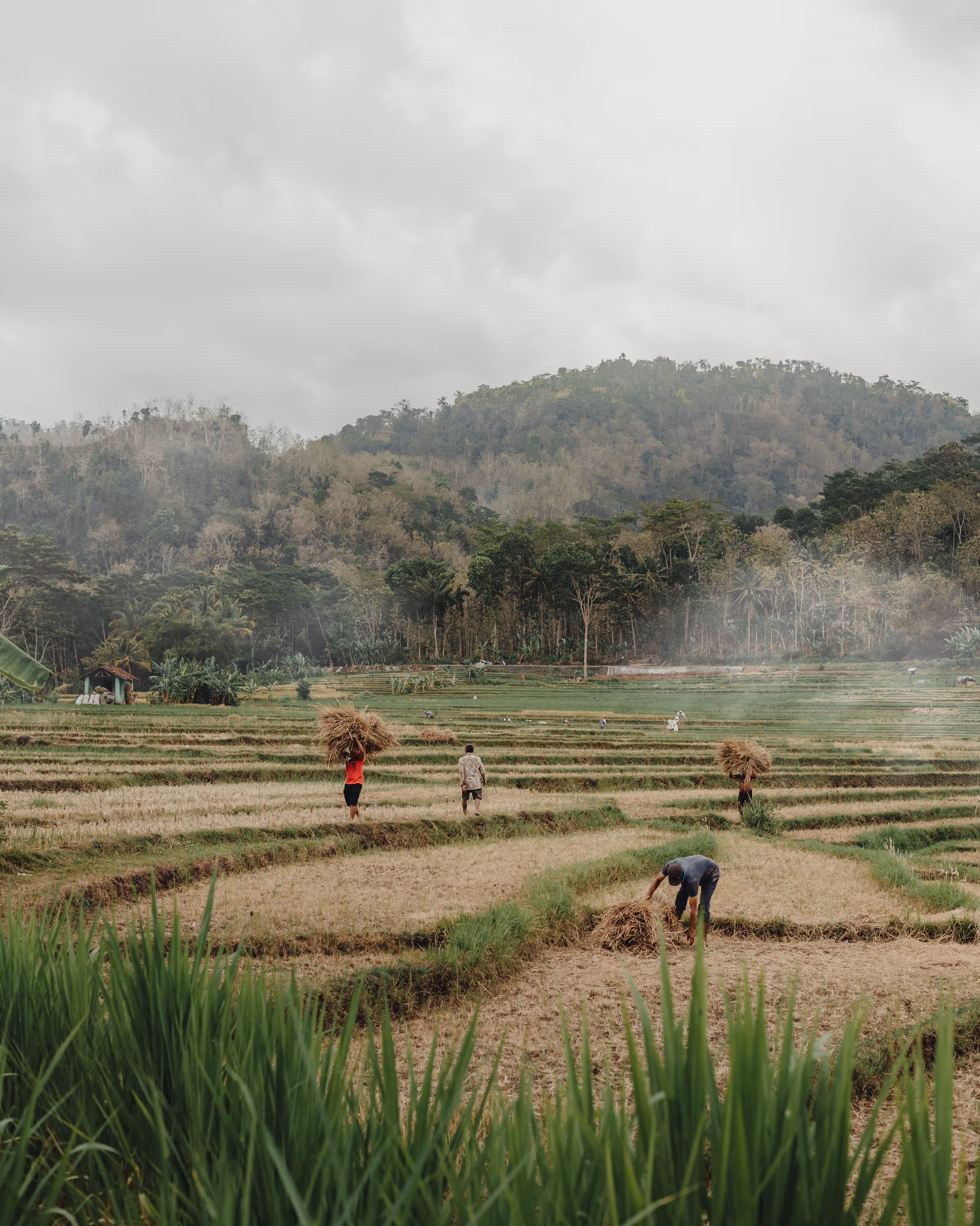 The Farmers