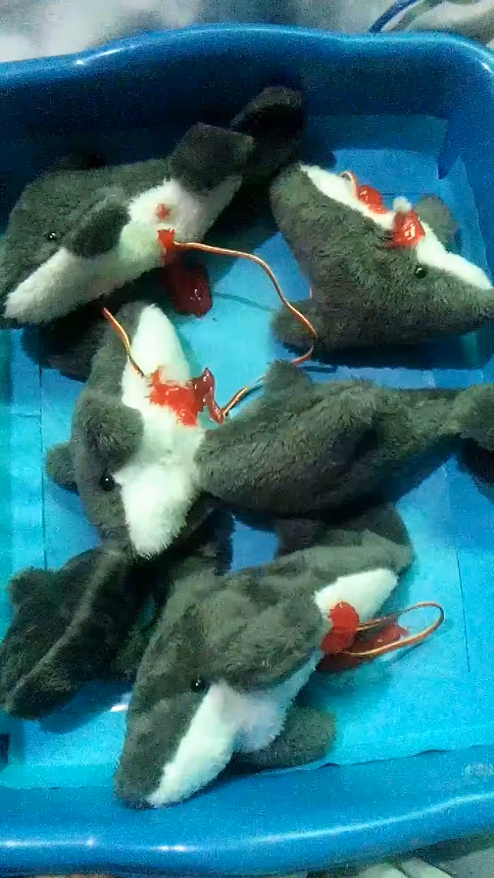 Dolphin show