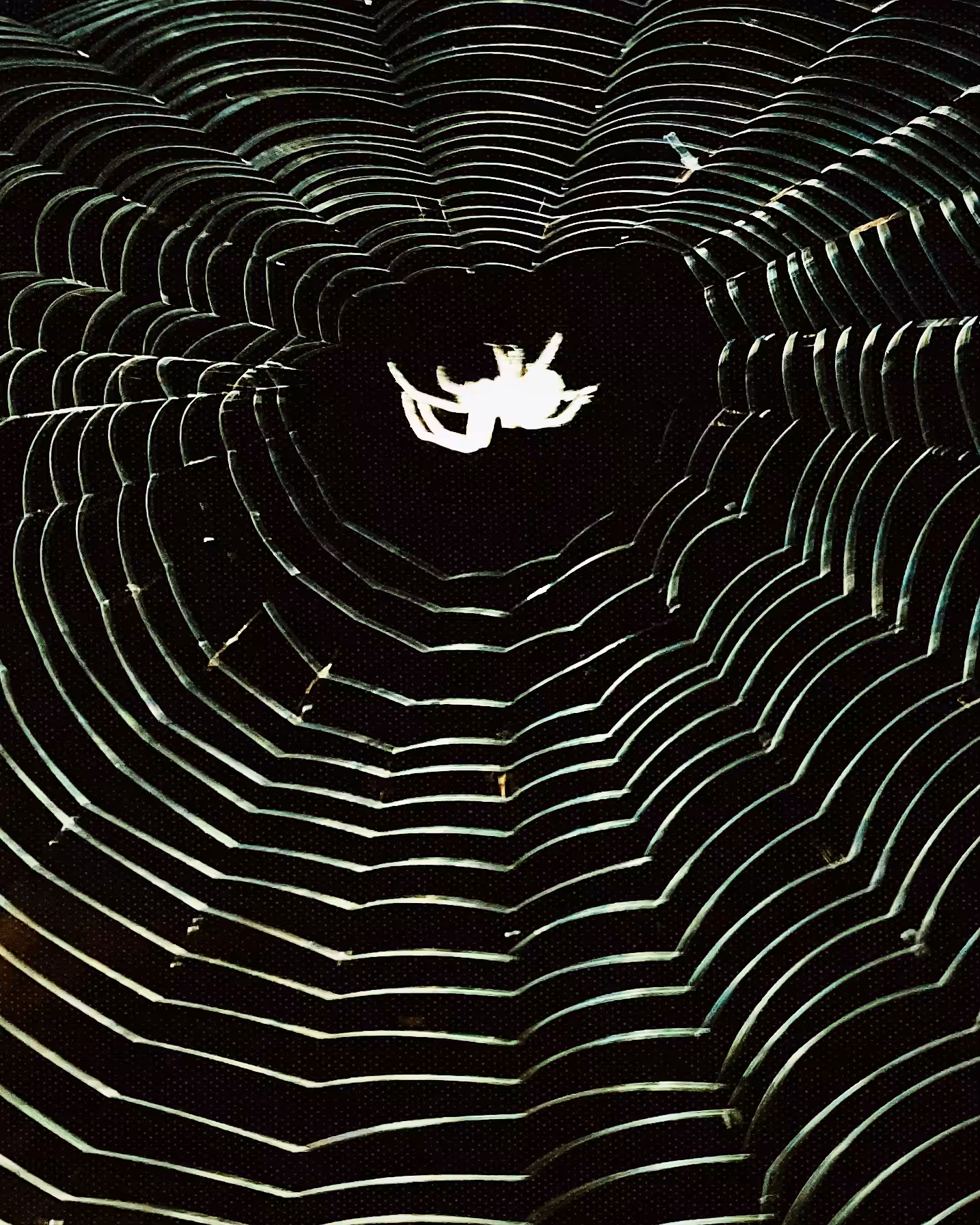 Spider