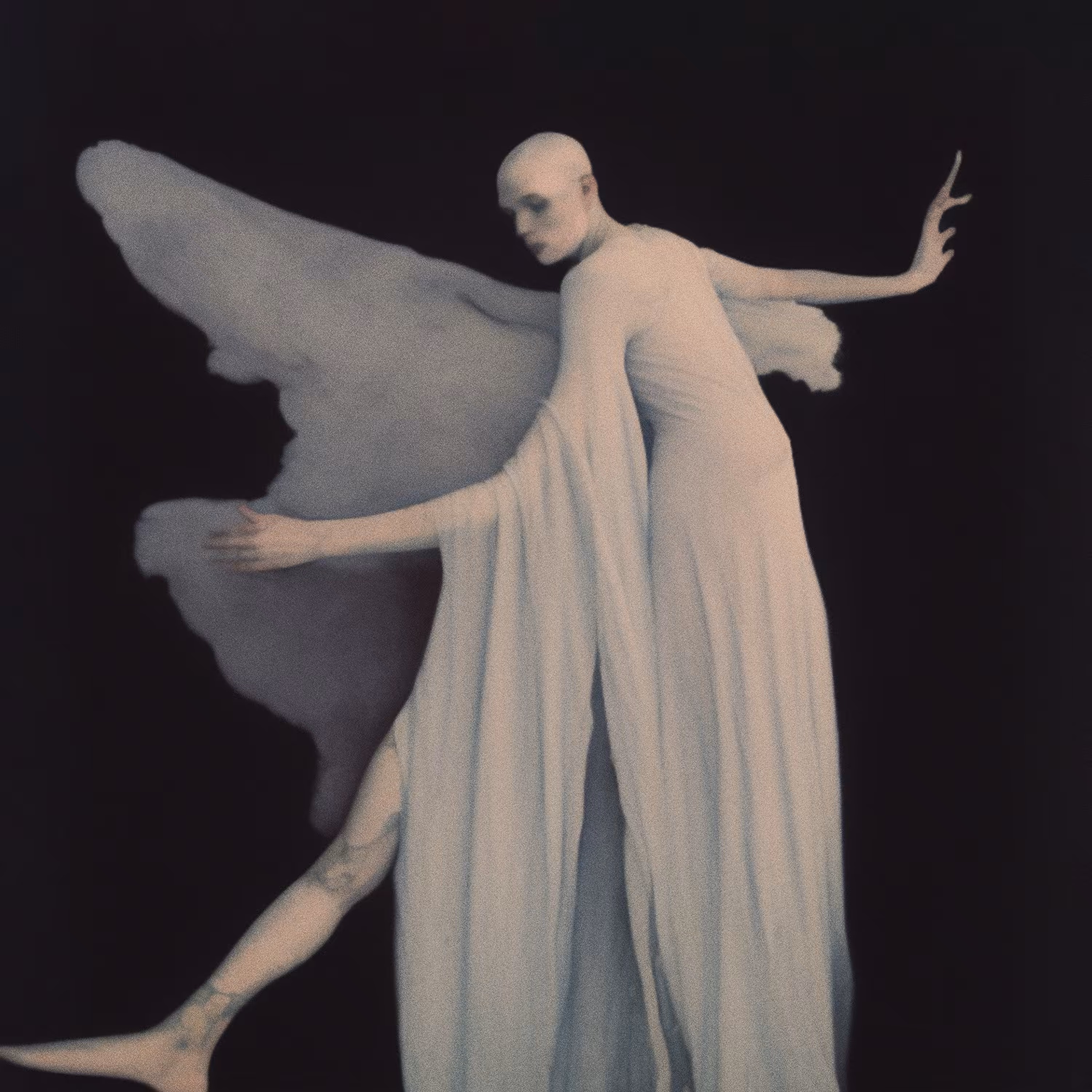 Moth