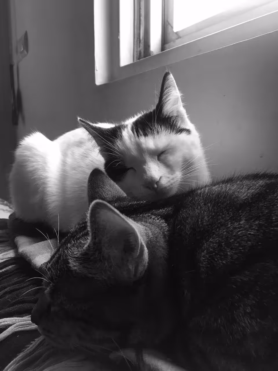Photography (cats): Bambi and Bella. 