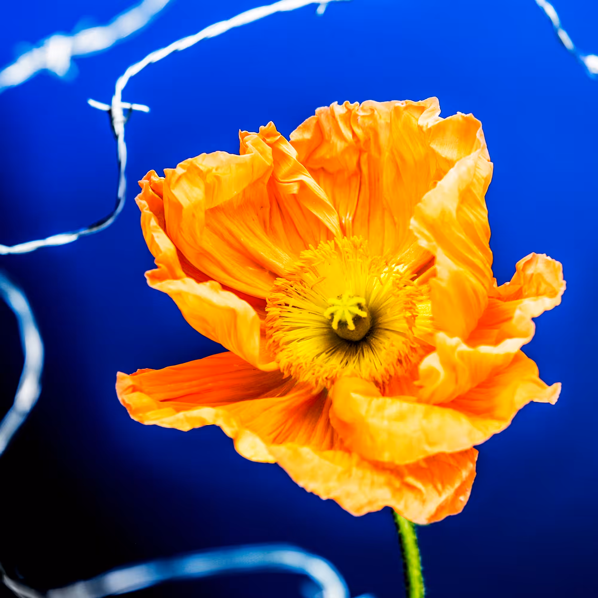 Flower #15
