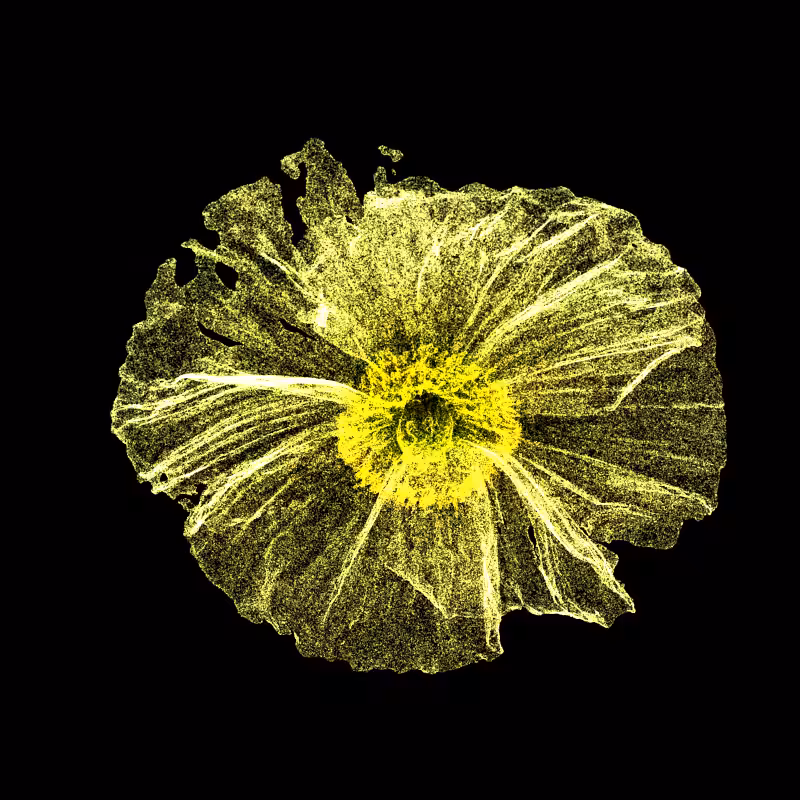 White Poppy 30 #59