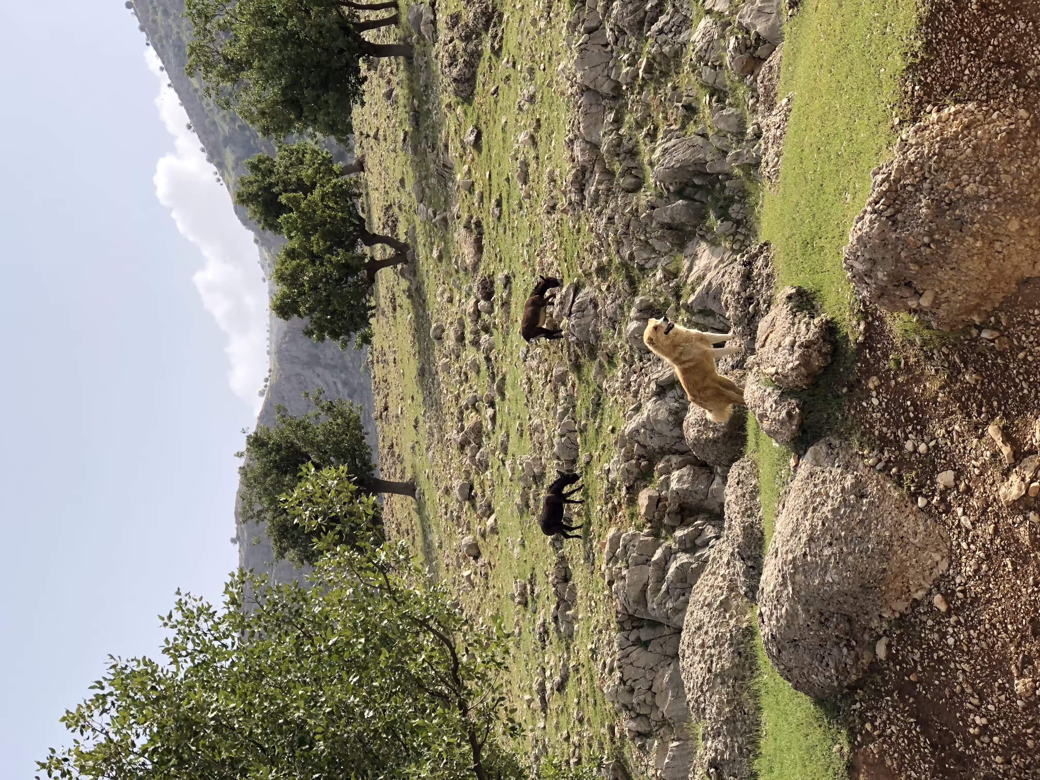 ZAGROS #2