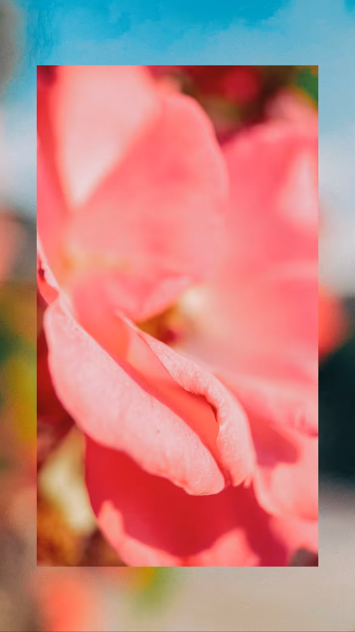 bloom_2